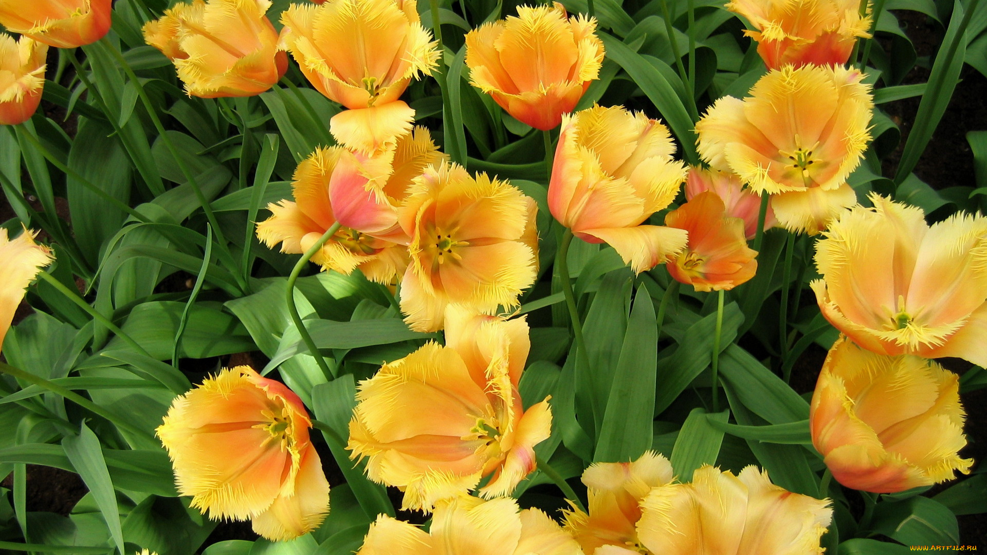 цветы, тюльпаны