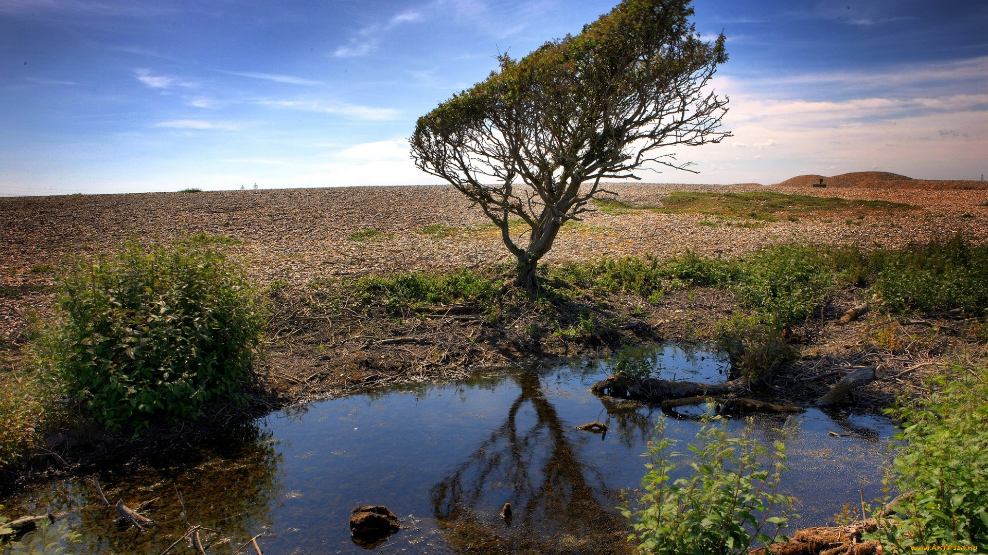 природа, деревья, дерево, лужа, поле, небо