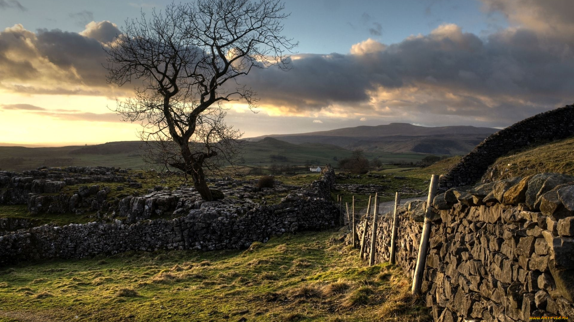 природа, деревья, забор, поле