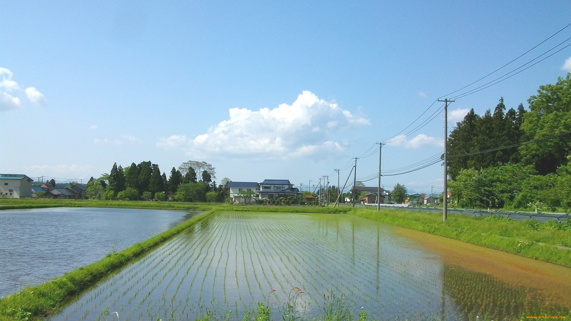 природа, поля, вода, рис