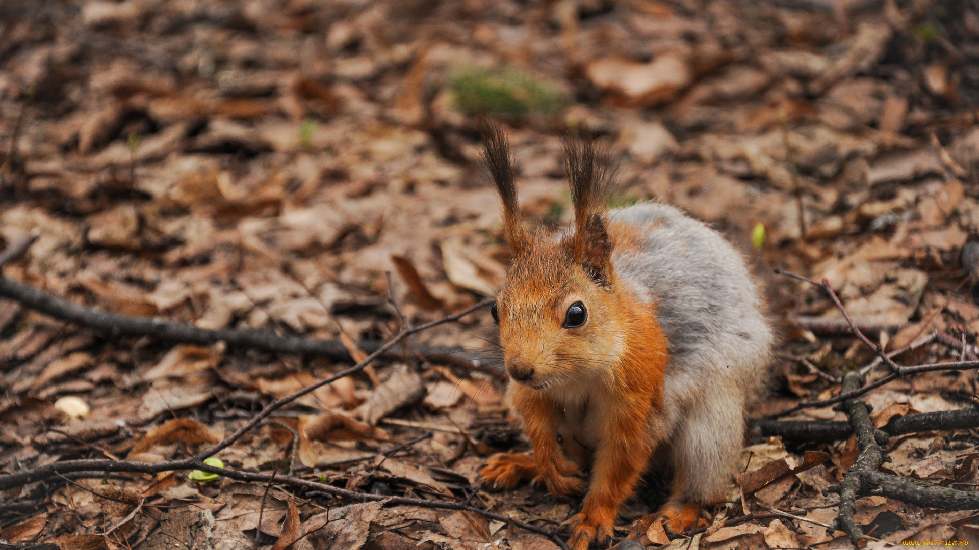 животные, белки, ветки, листья