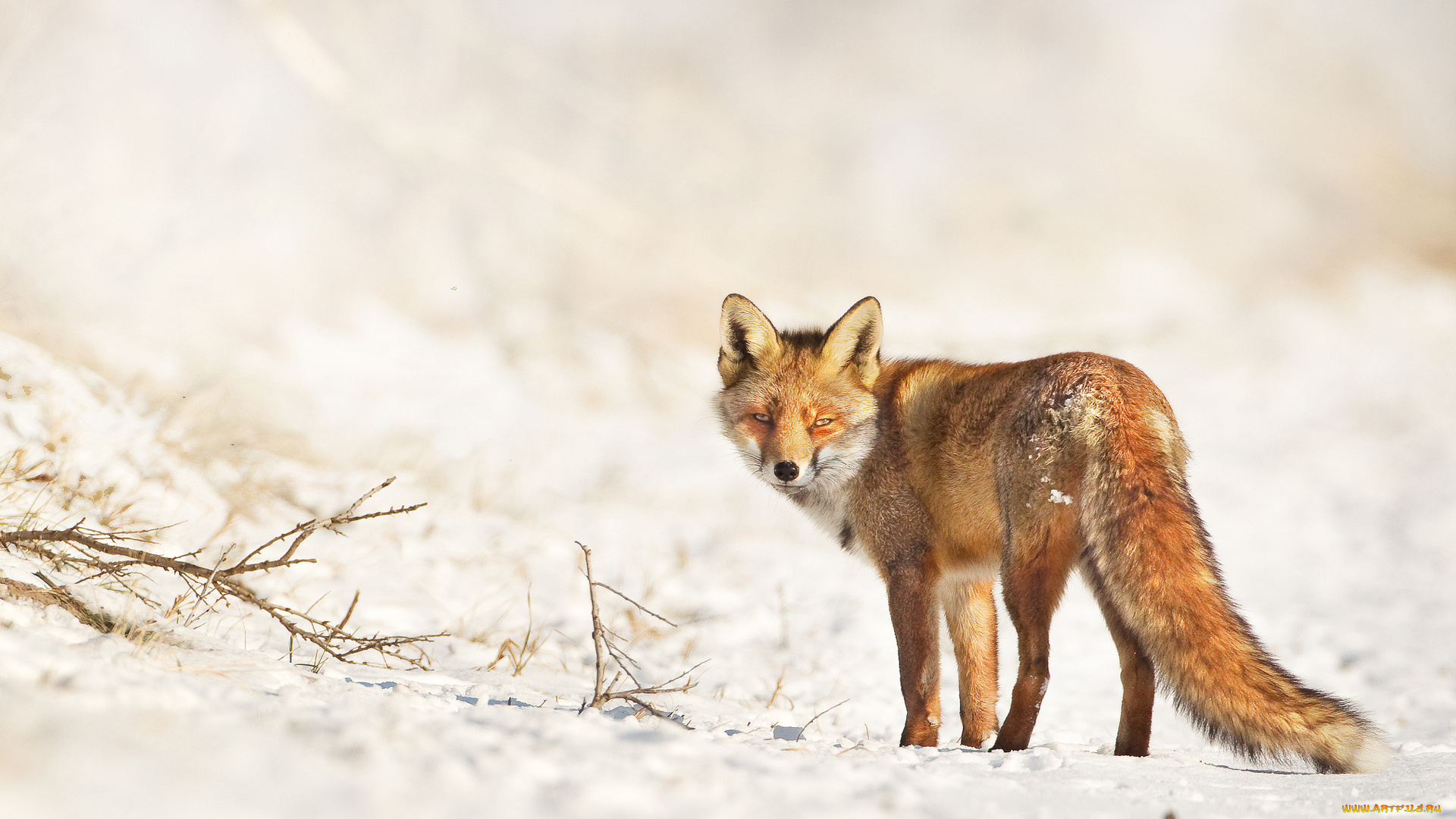 животные, лисы, смотрит, зима, лиса