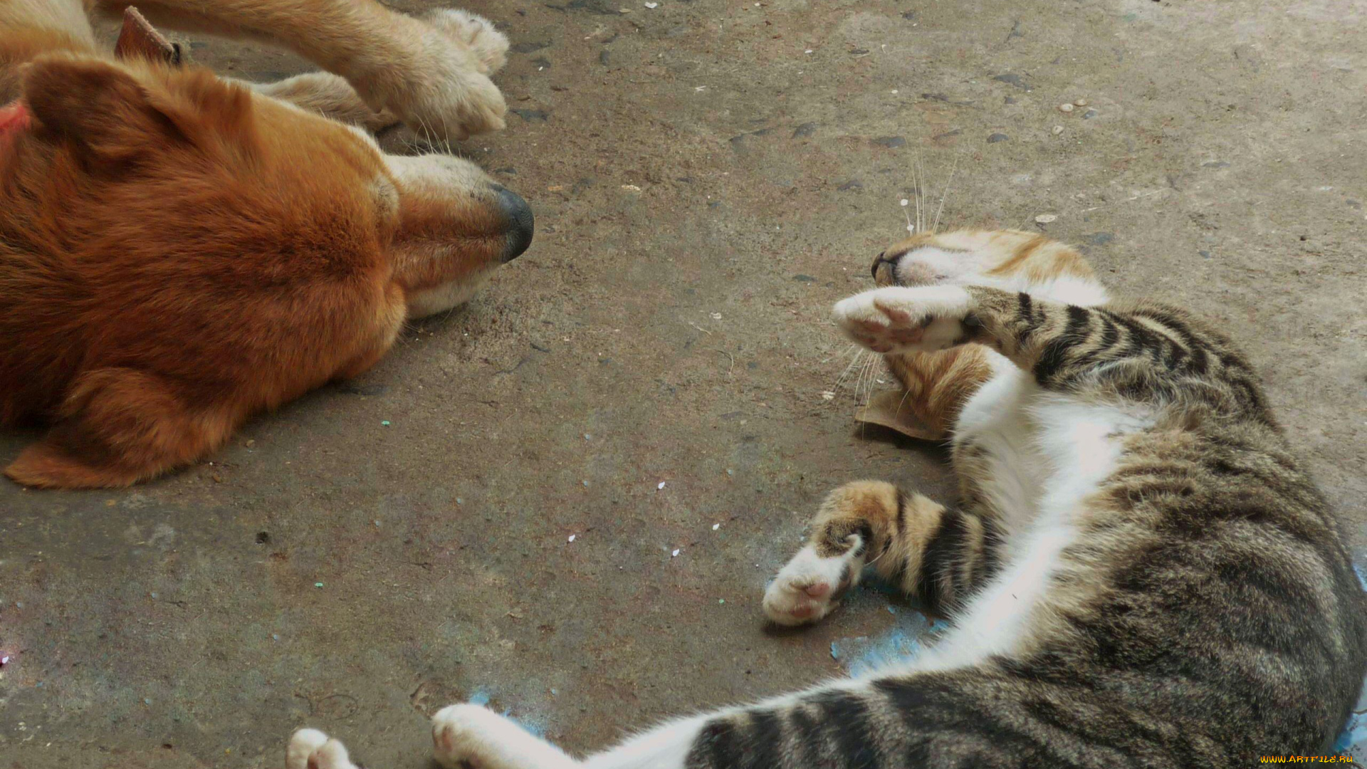 животные, разные, вместе, dog, cat