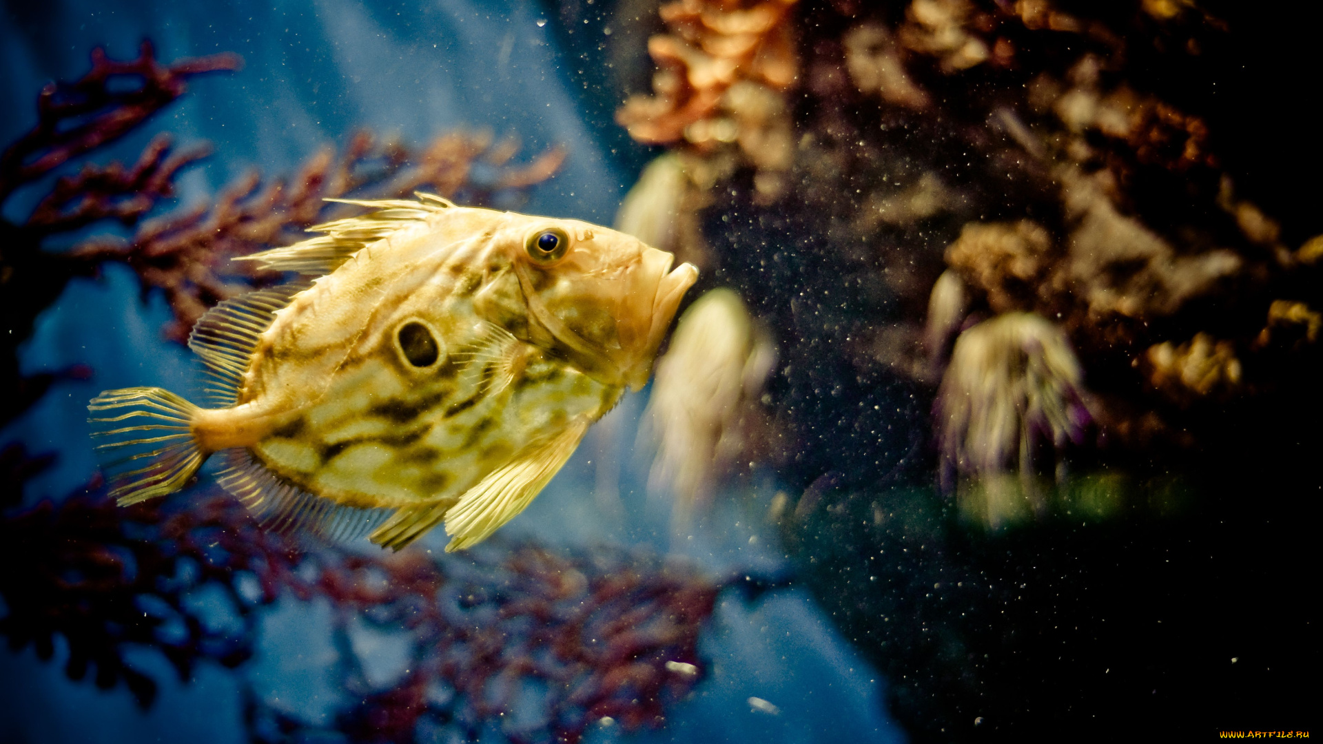 животные, рыбы, море, кораллы