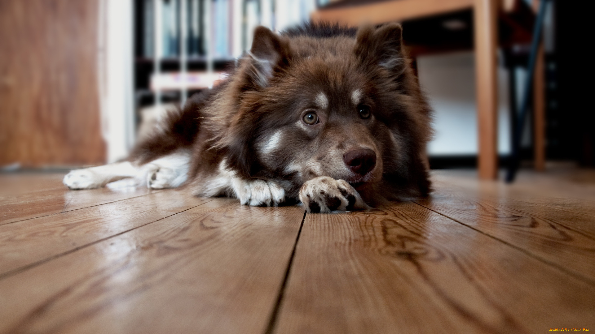 животные, собаки, дом, собака, пол