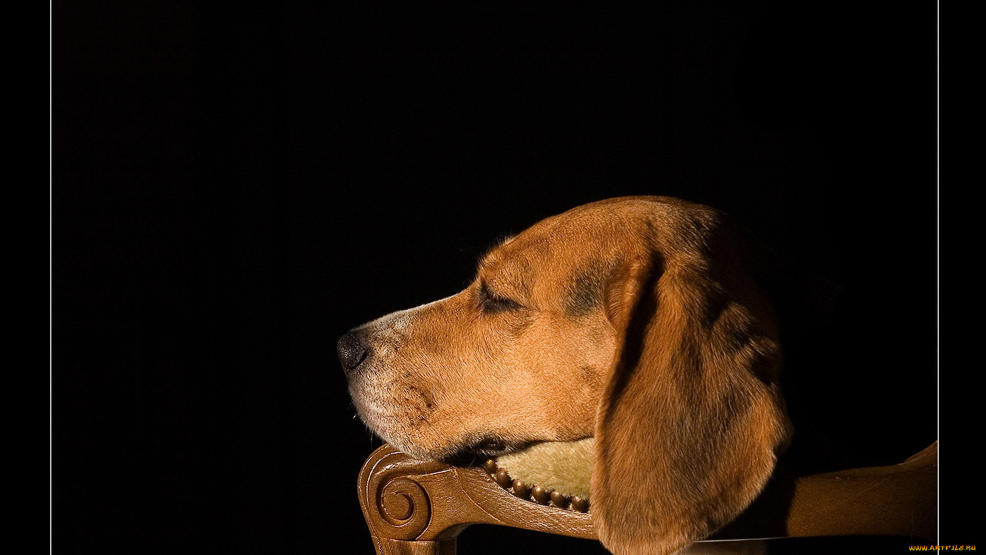 животные, собаки, собака