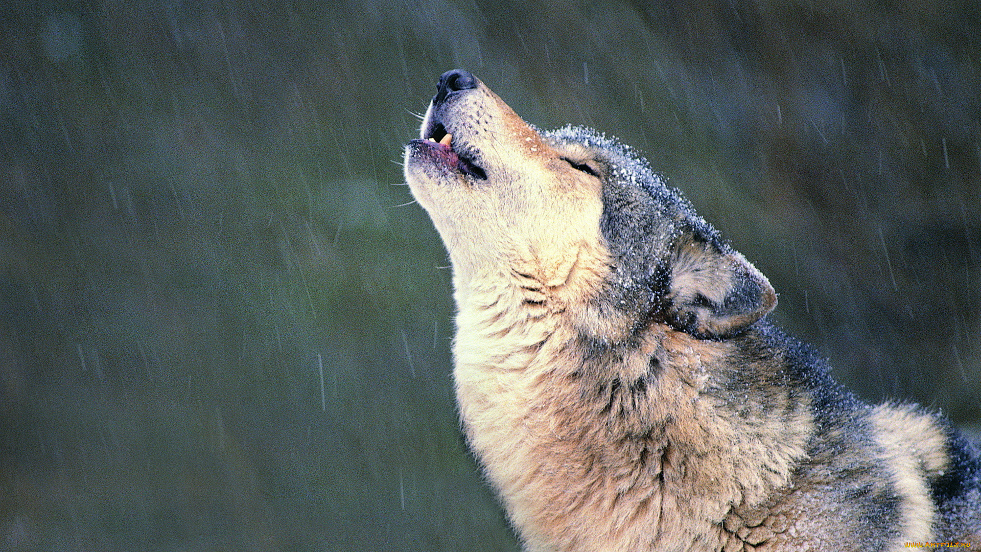 животные, волки, снег