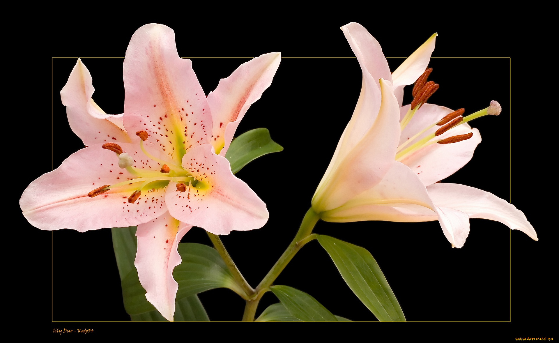 цветы, лилии, лилейники, лепестки