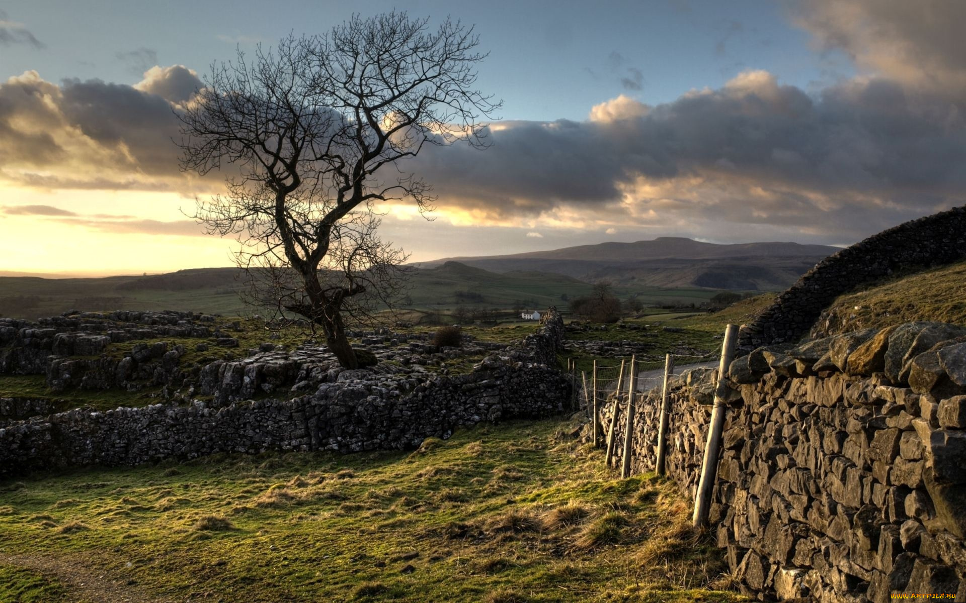 природа, деревья, забор, поле