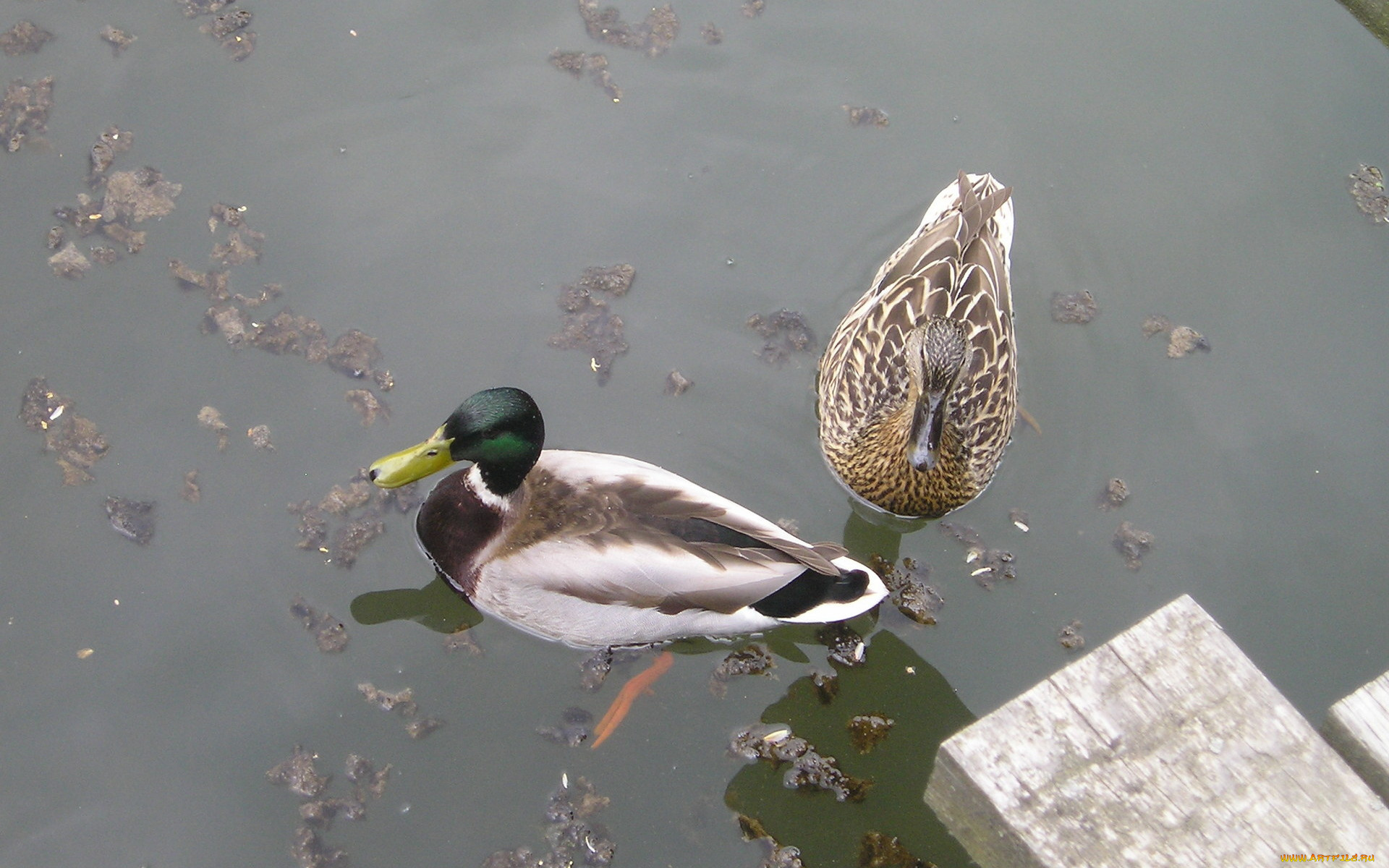 животные, утки