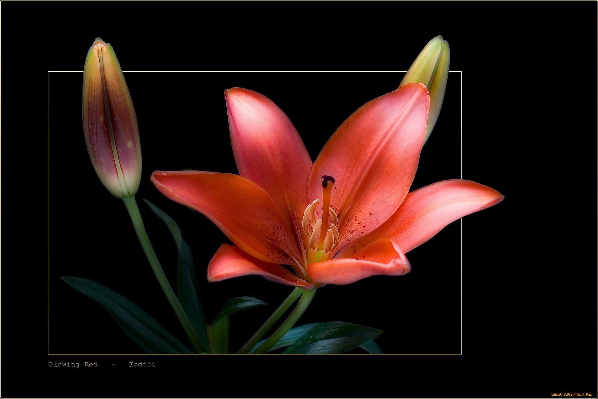 цветы, лилии, лилейники, бутоны