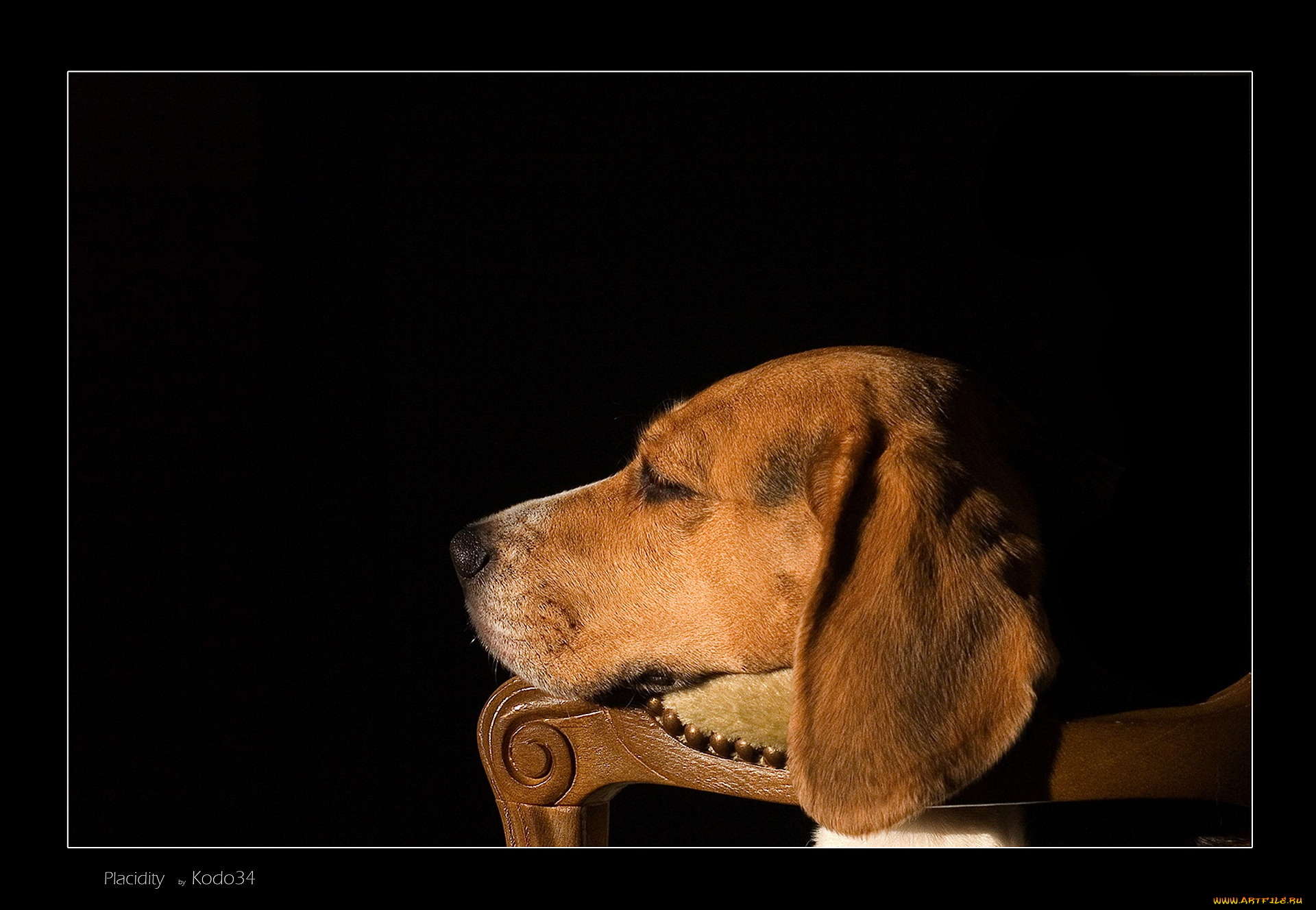 животные, собаки, собака