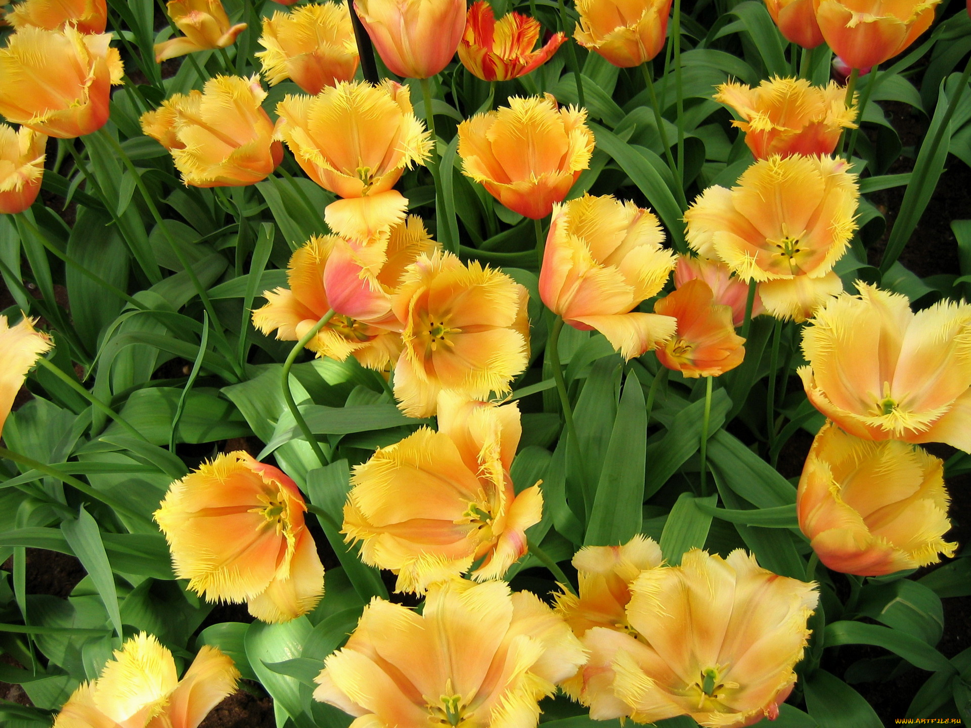 цветы, тюльпаны