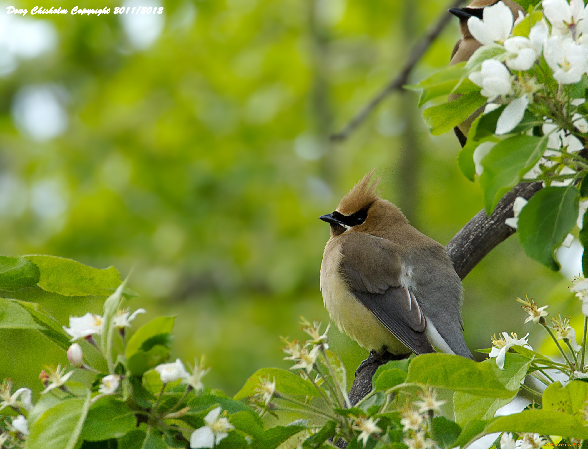 животные, свиристели, птица, ветка