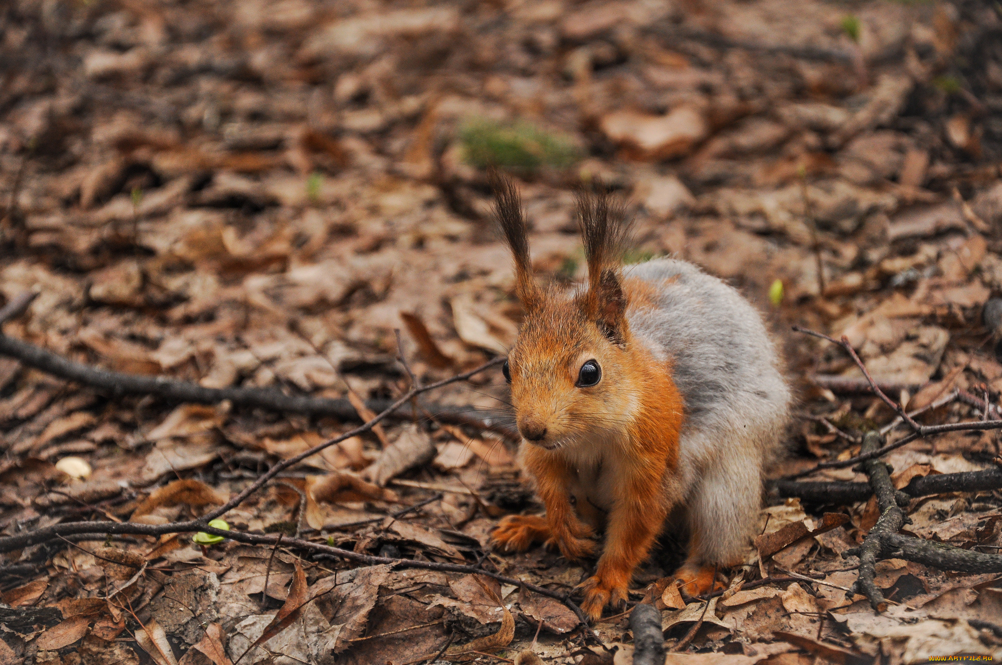 животные, белки, ветки, листья