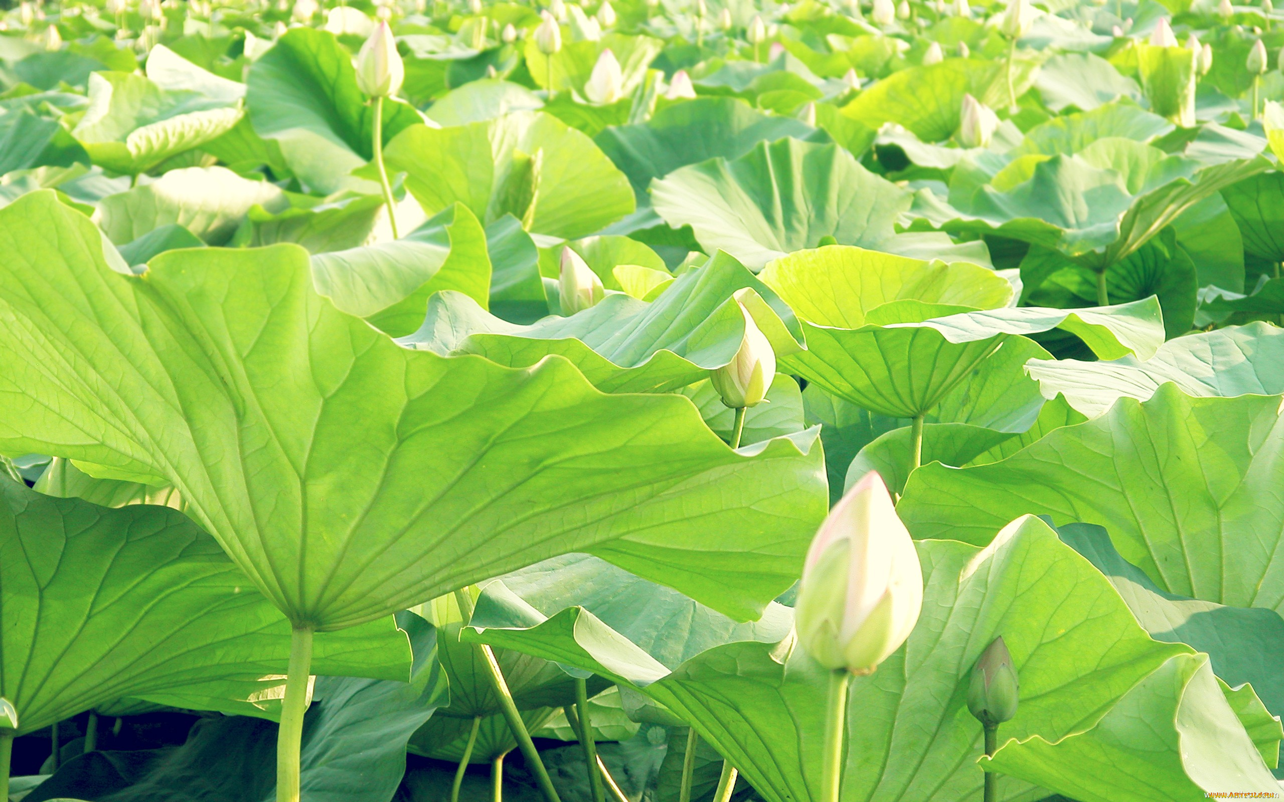 цветы, лотосы, лотос