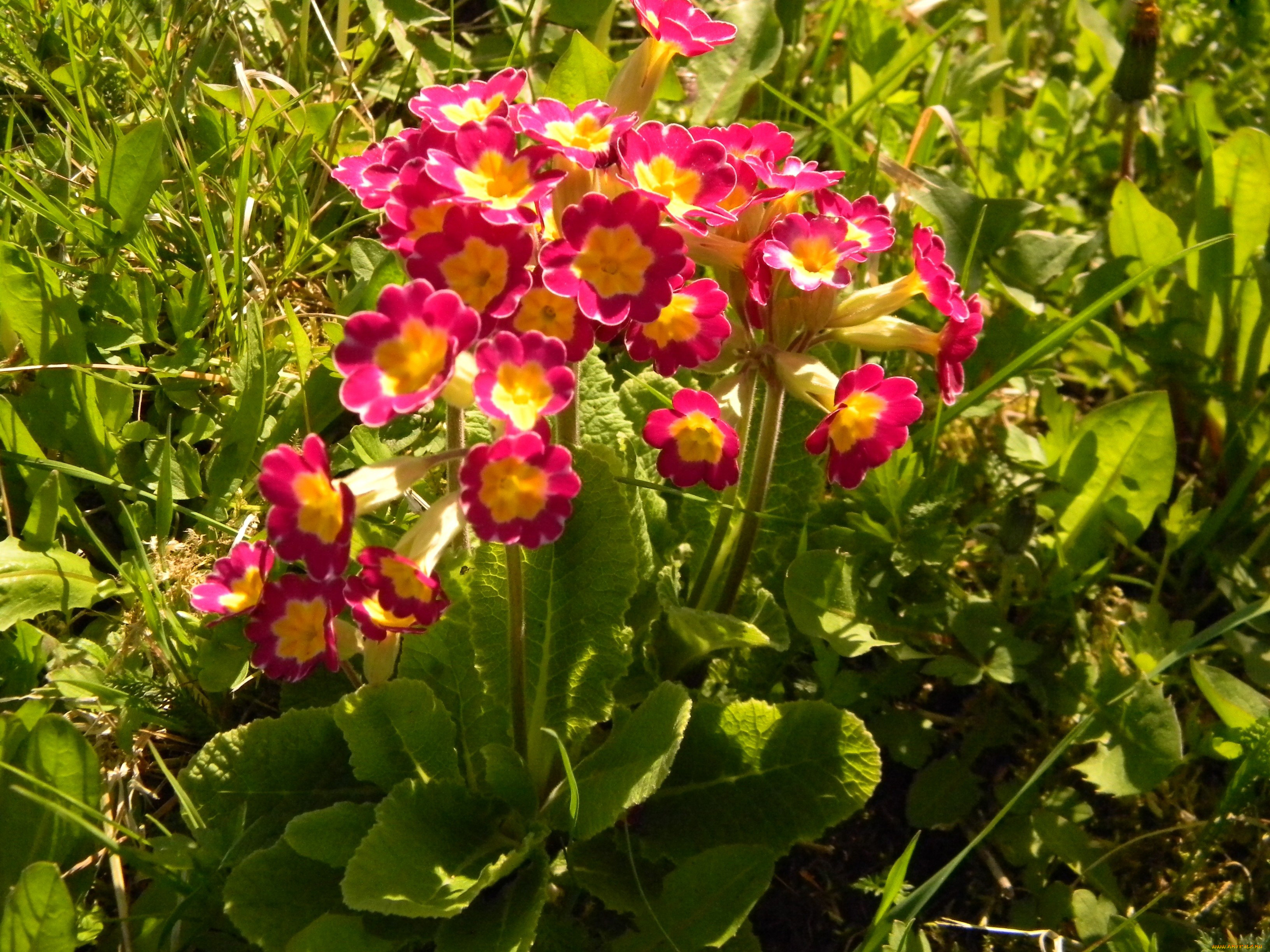 цветы, примулы, первоцветы