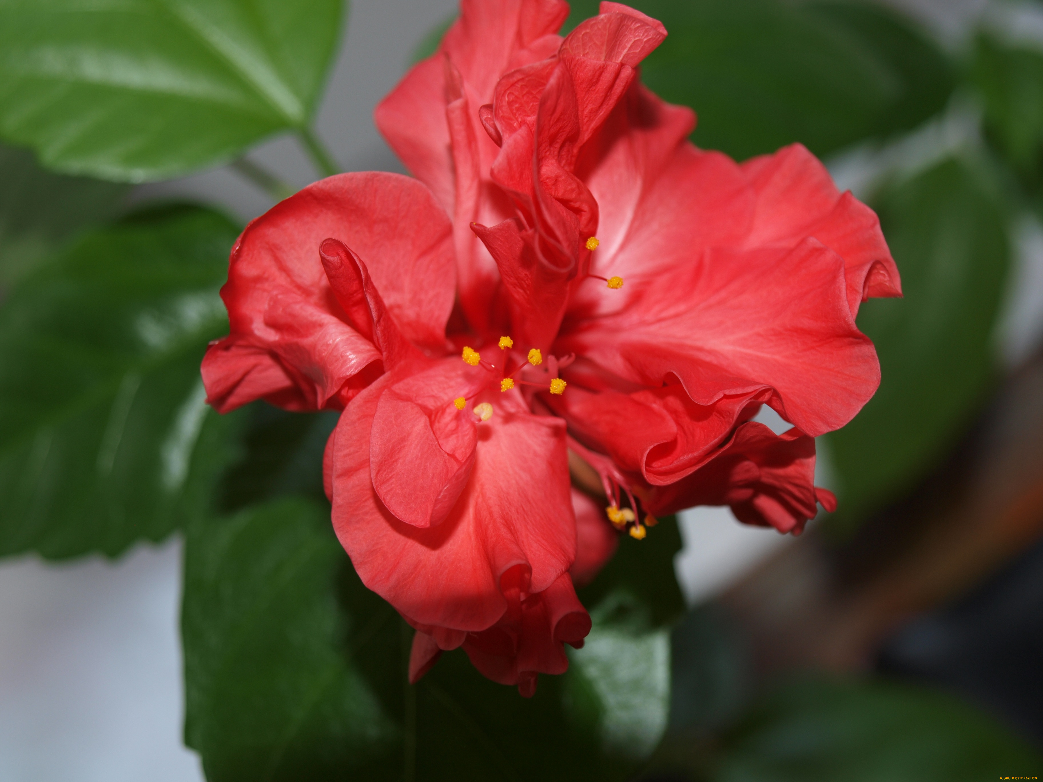 цветы, гибискусы