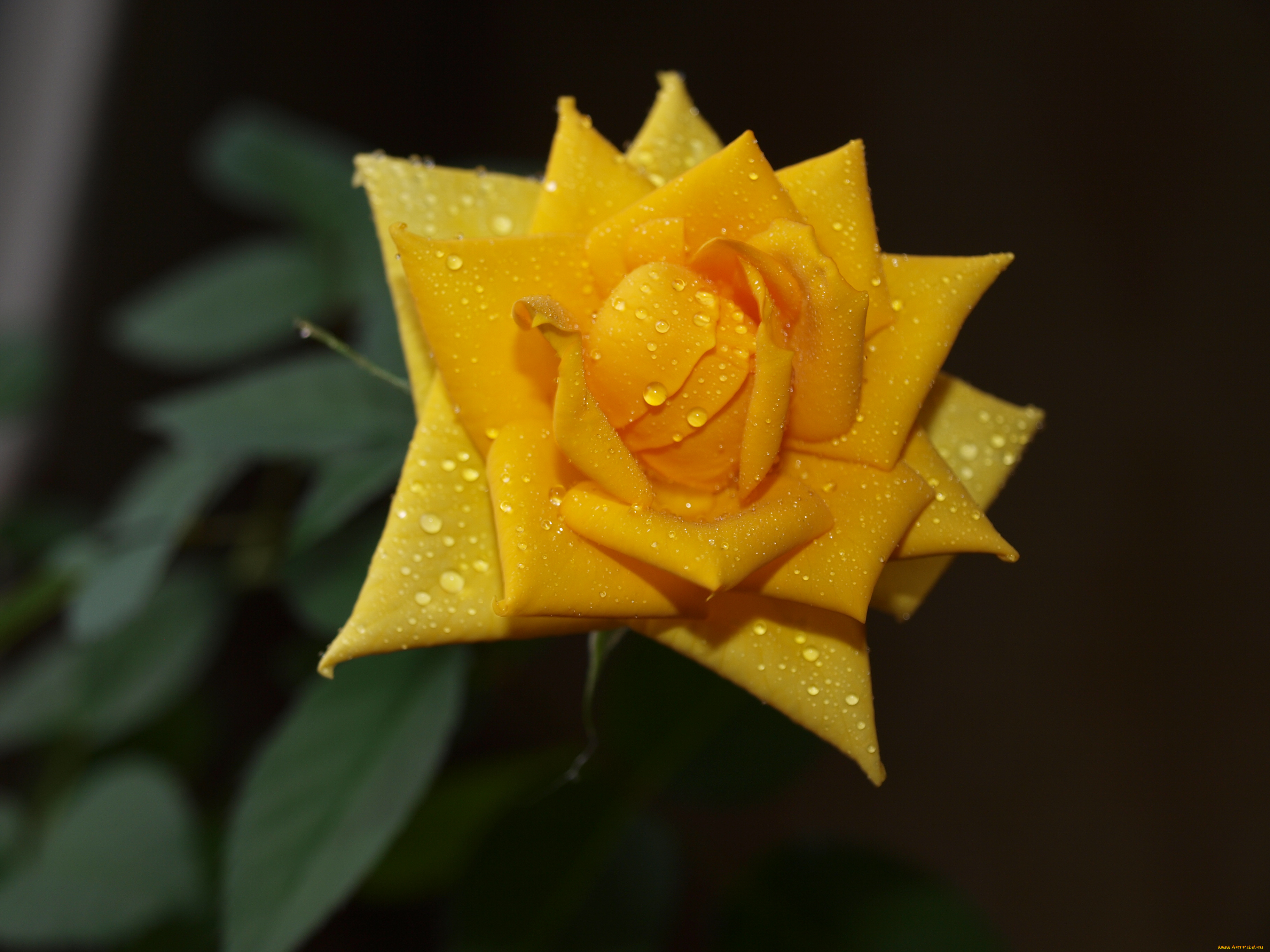 цветы, розы, роза