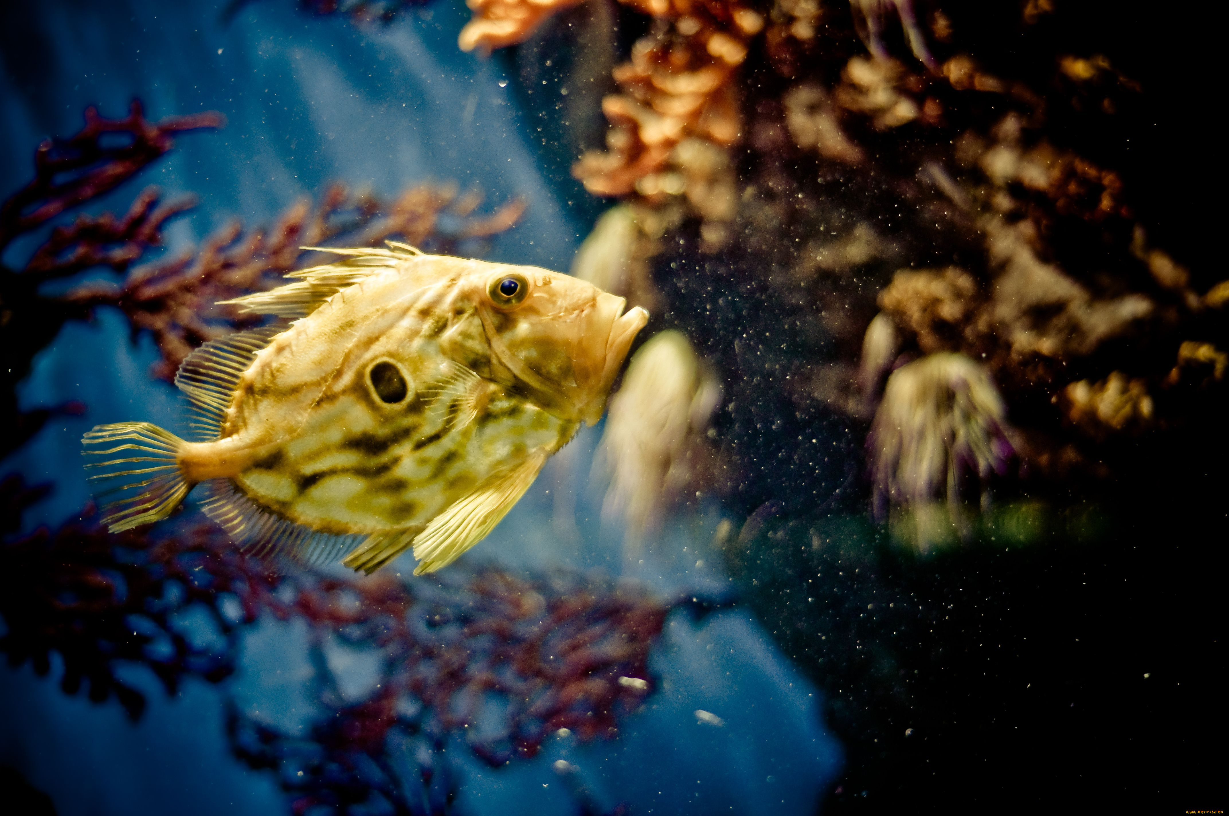 животные, рыбы, море, кораллы