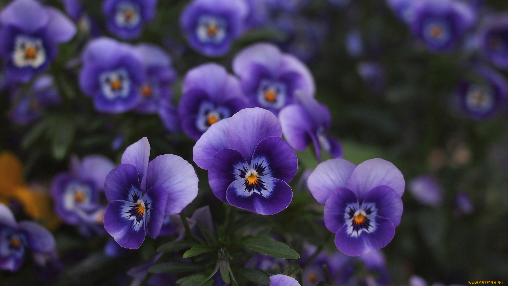 цветы, анютины, глазки, садовые, фиалки, фиолетовый