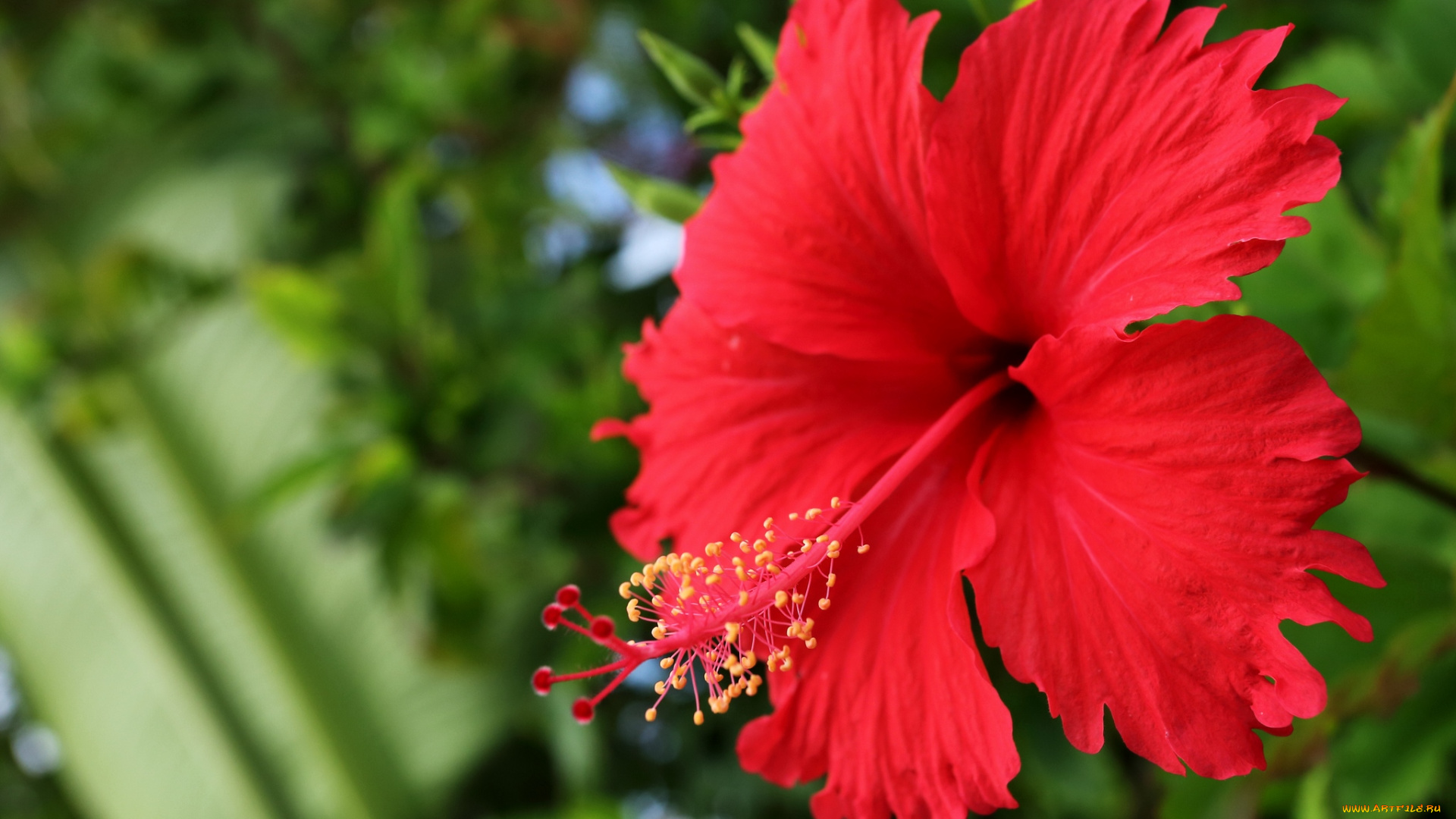 цветы, гибискусы, макро, лепестки, красный