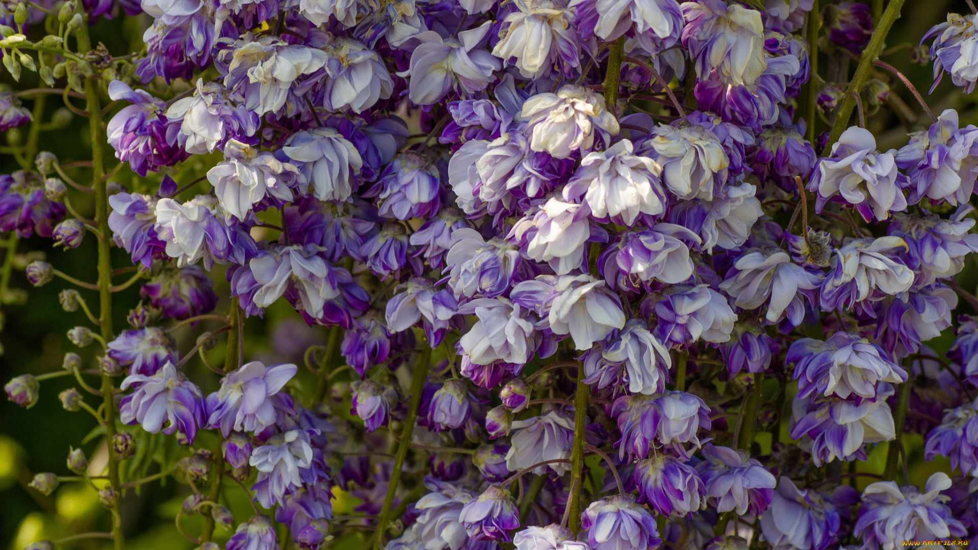 цветы, глициния, макро, вистерия