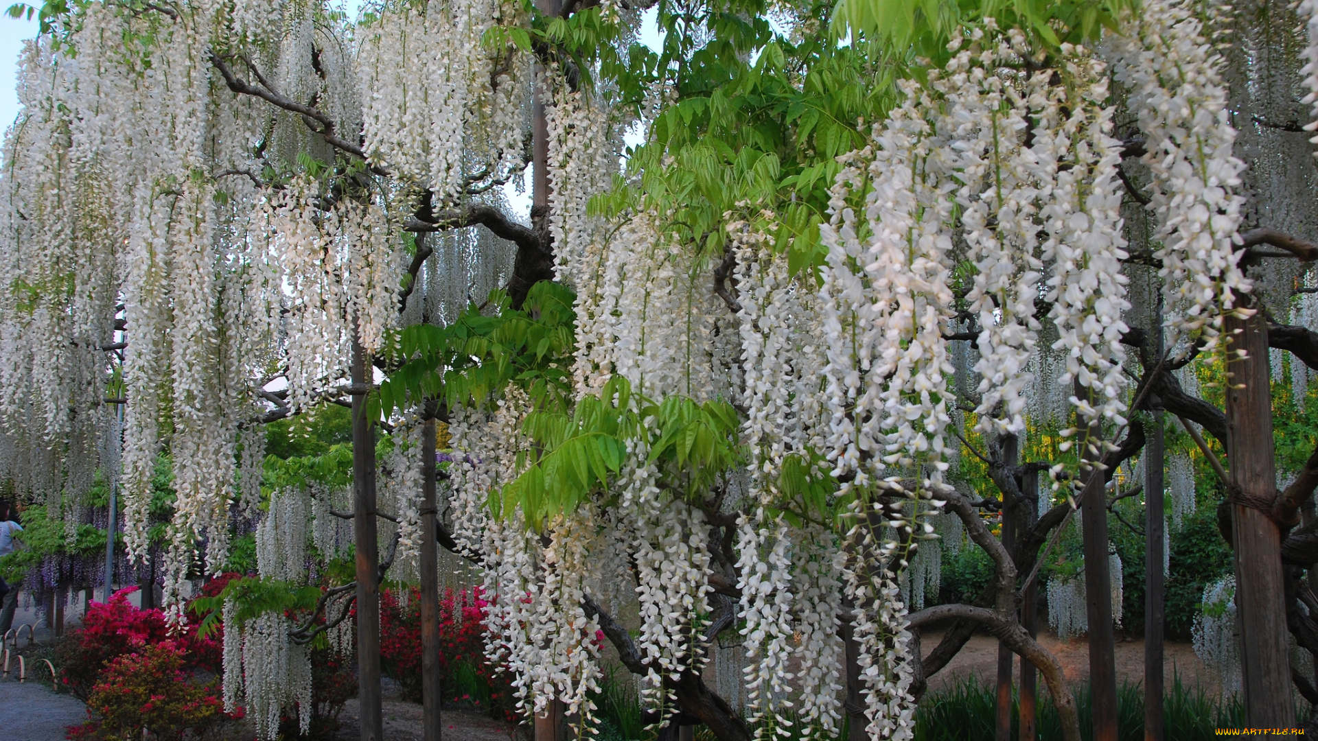 цветы, глициния, вистерия, белый, гроздья