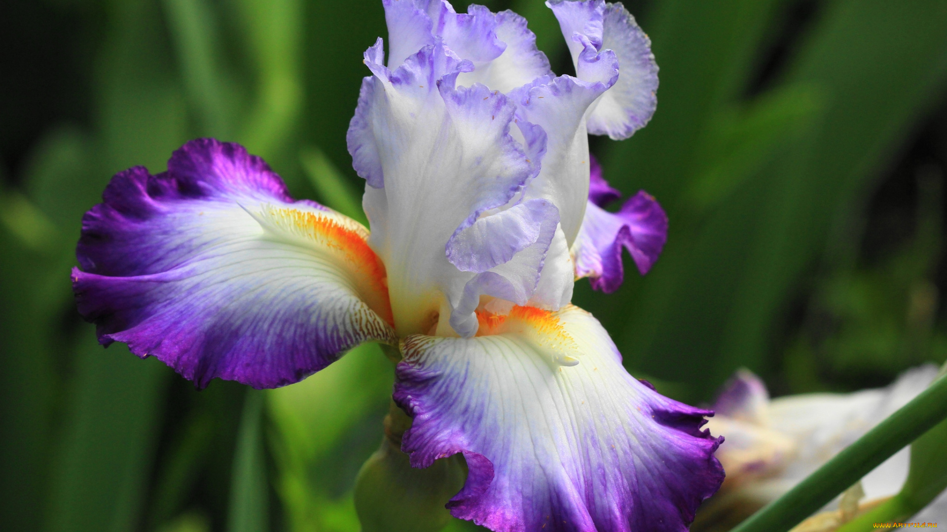 цветы, ирисы, касатик