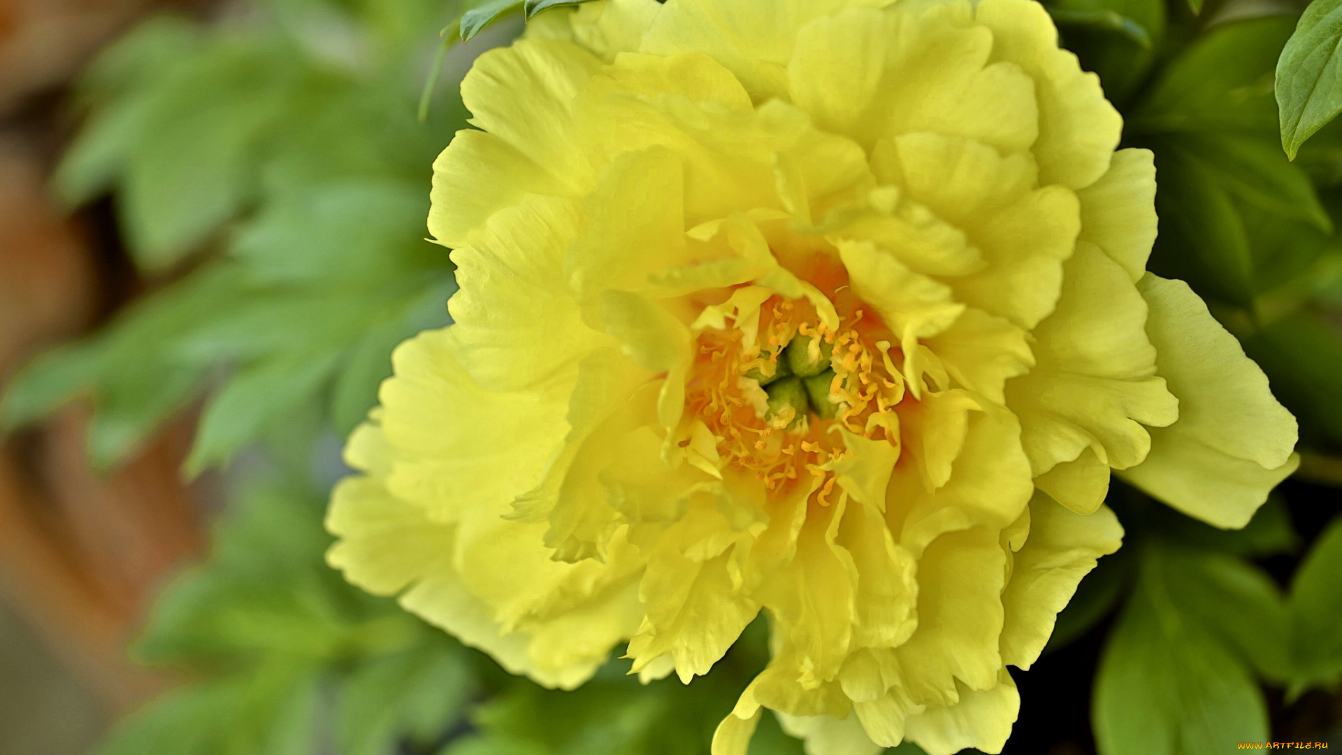 цветы, пионы, желтый