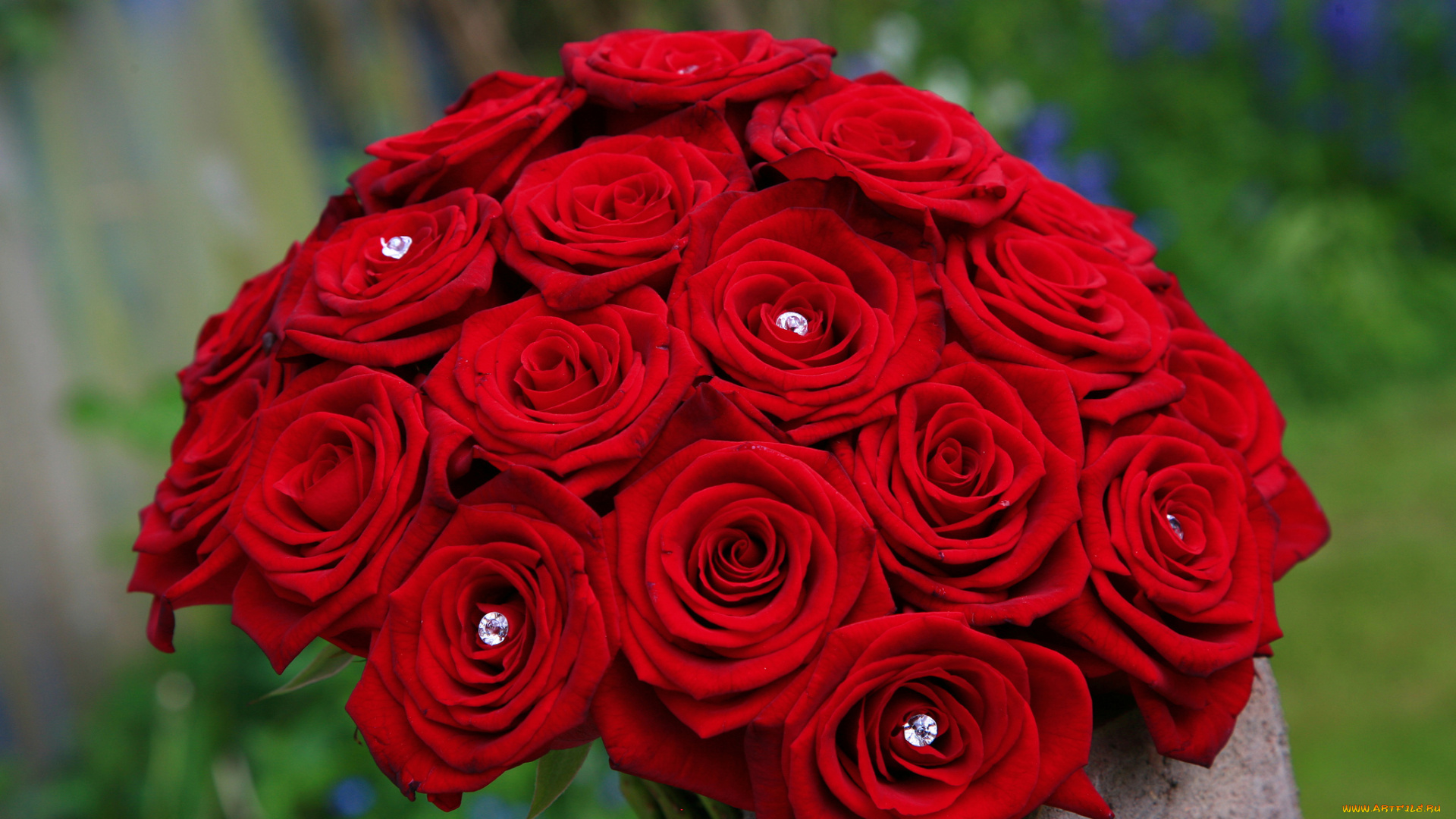 цветы, розы, камешки, красный