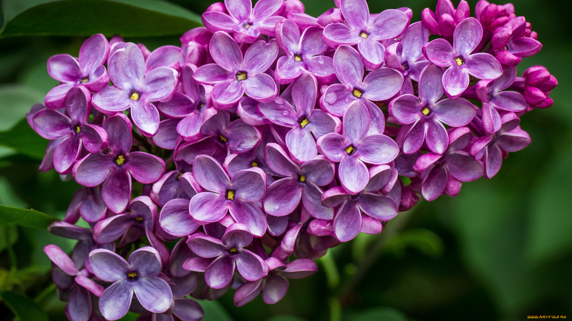 цветы, сирень, гроздь