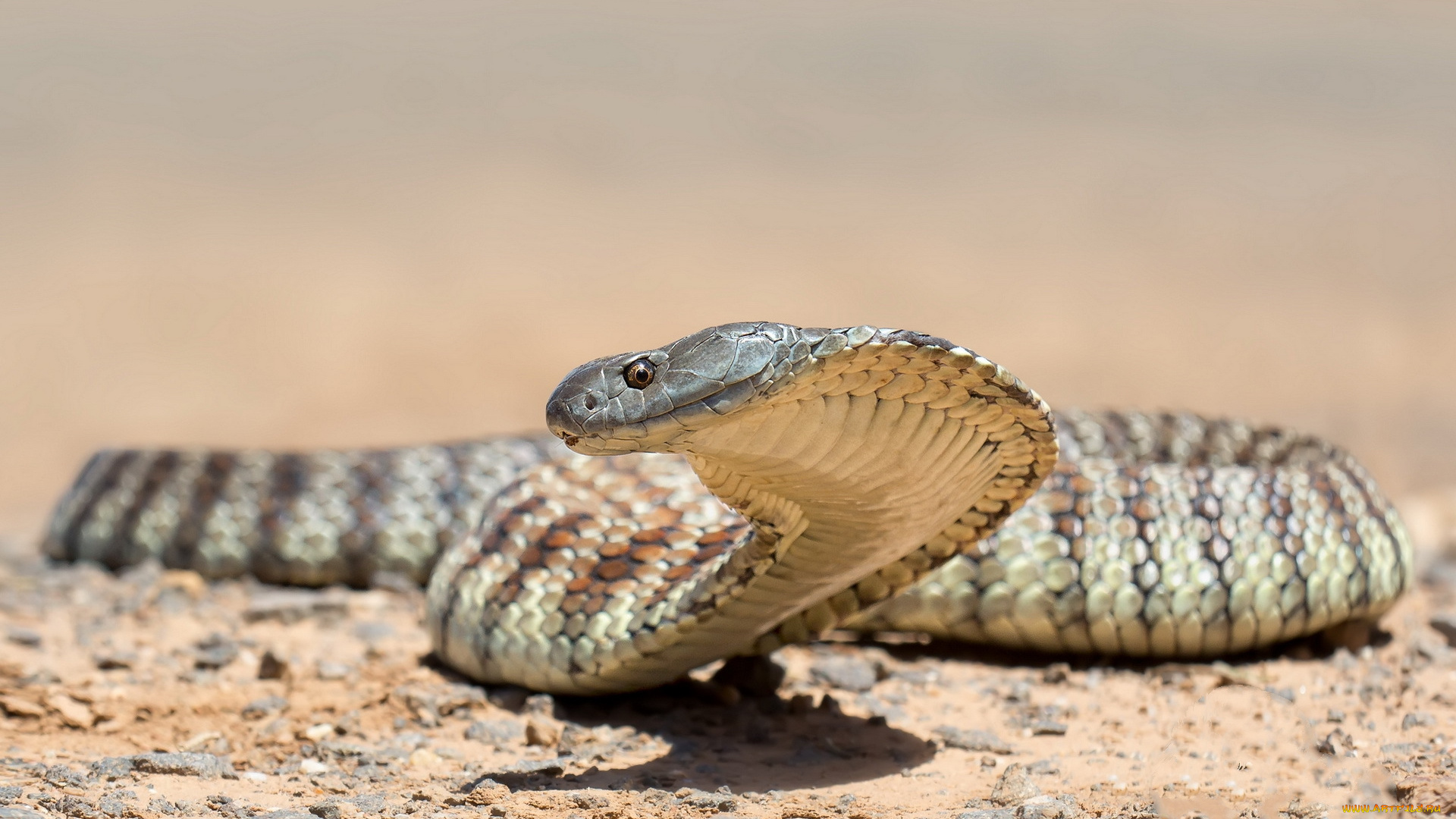 кобра, животные, змеи, питоны, кобры, змея, природа, фон