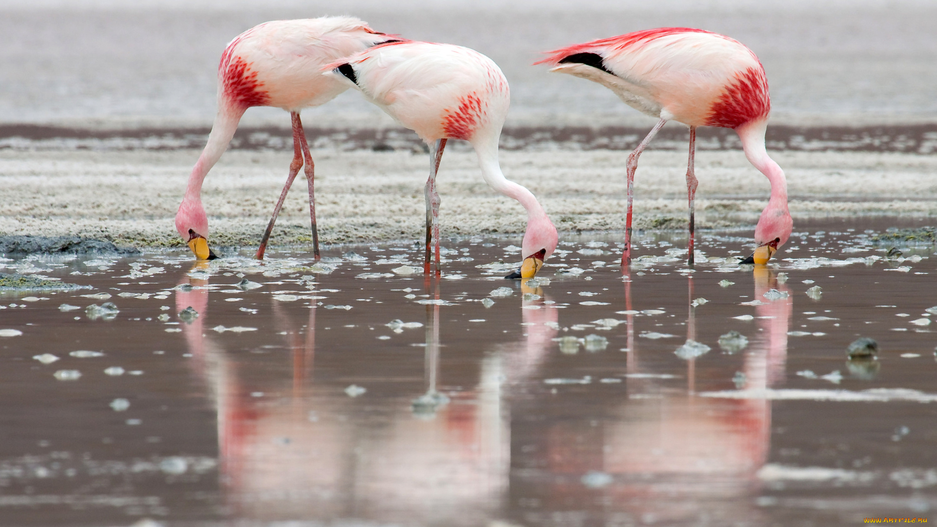 животные, фламинго, озеро