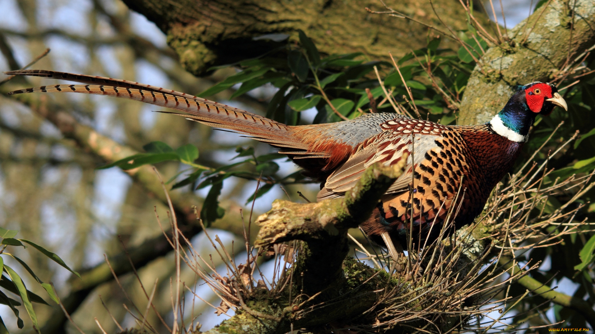 животные, глухари, тетерева, фазаны, хвост, фазан