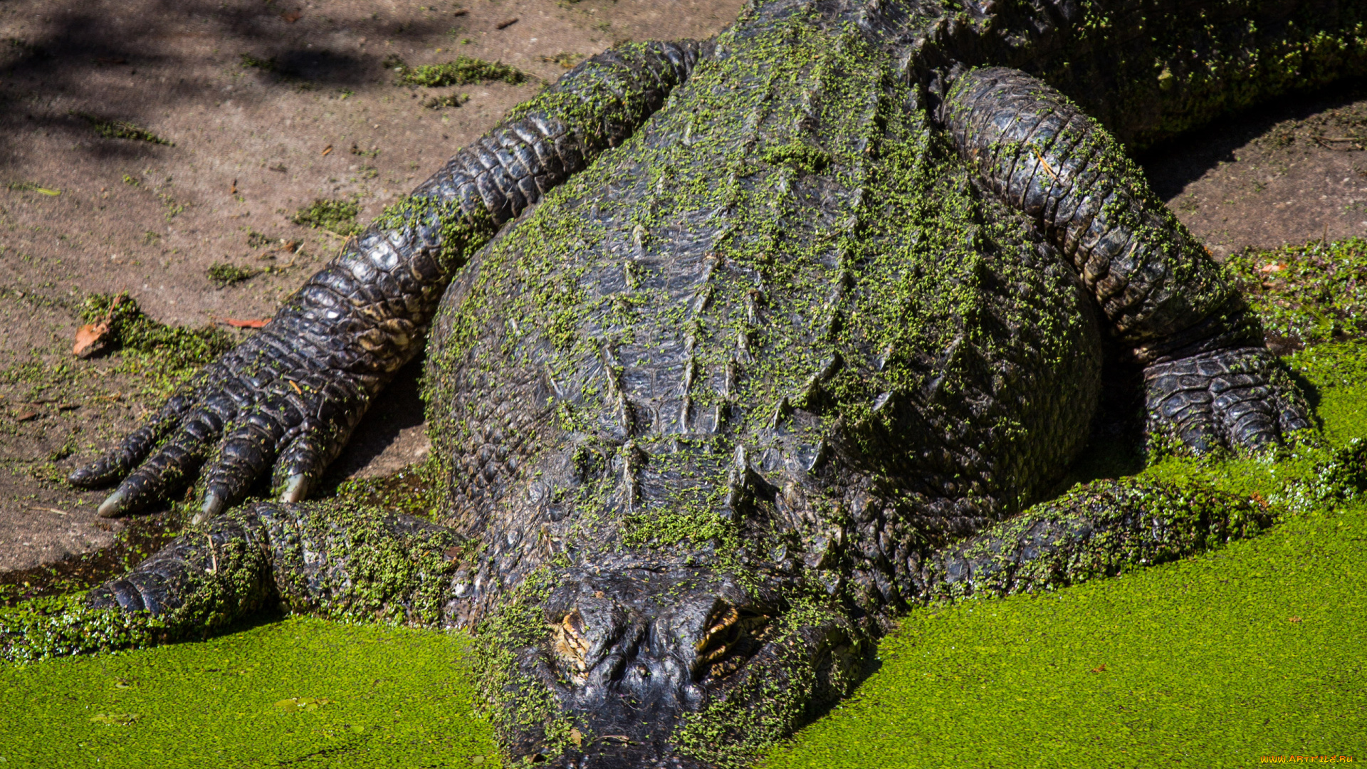 животные, крокодилы, крокодил, чешуя