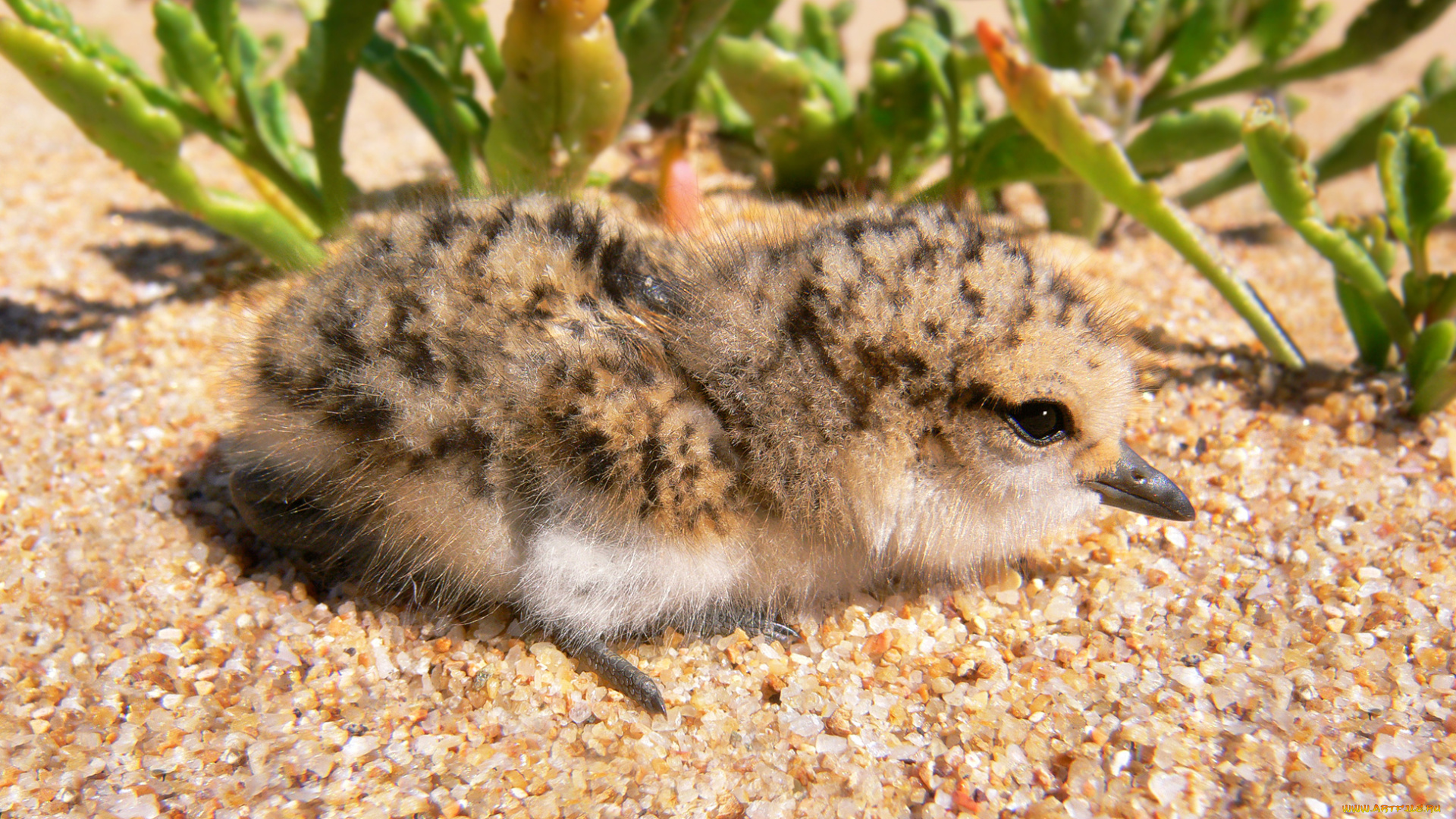 животные, куропатки, рябчики, перепела, растения, песок, птенец