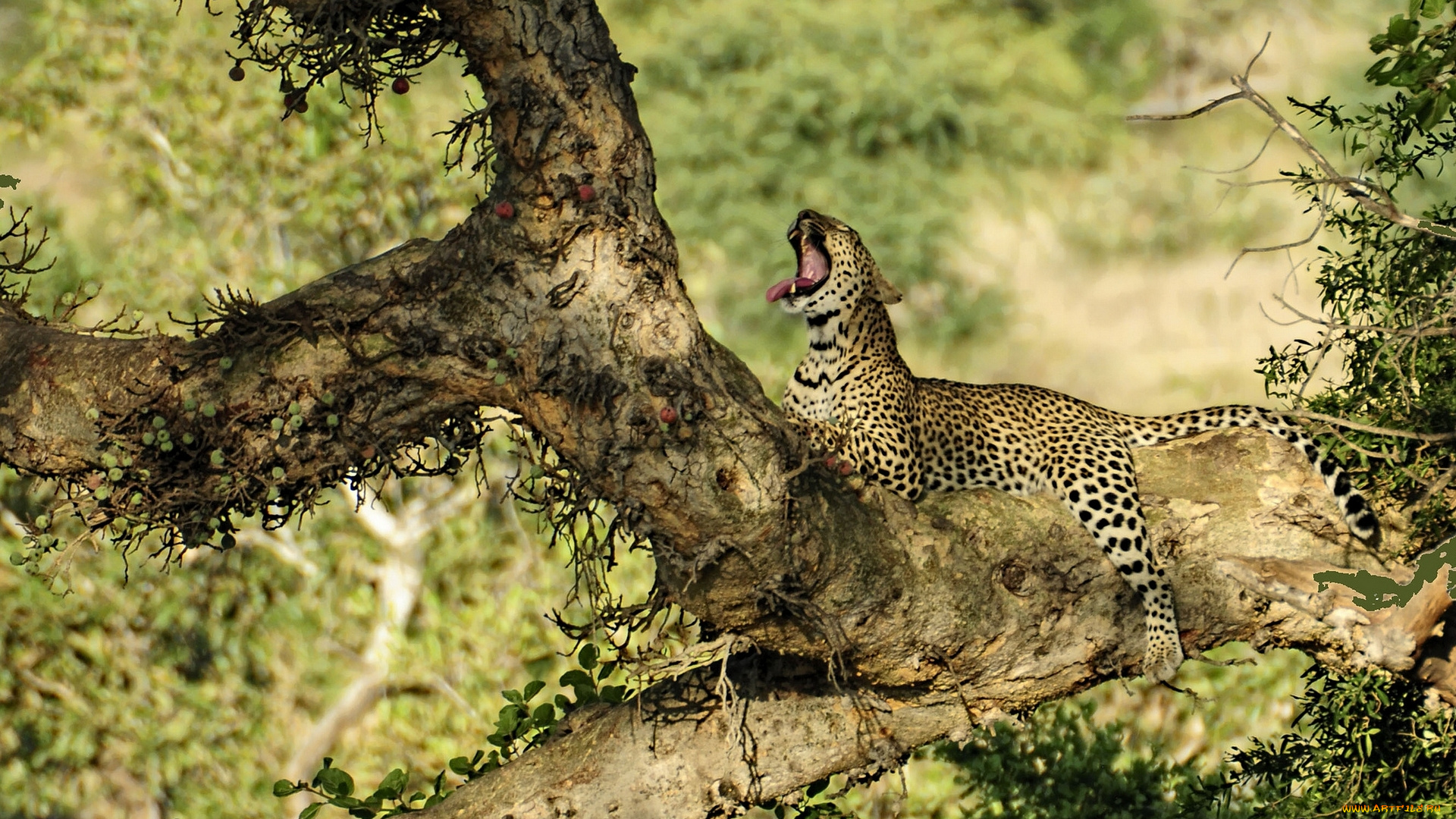 животные, леопарды, дерево