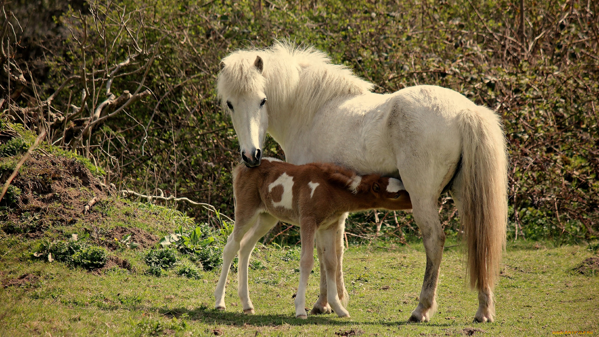 животные, лошади, мама, малыш, жеребенок