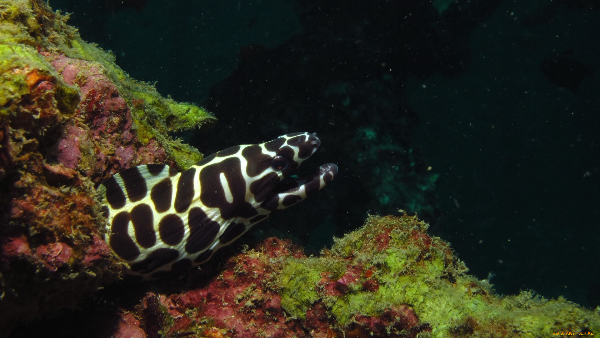 животные, мурены, хищник, пятнистая