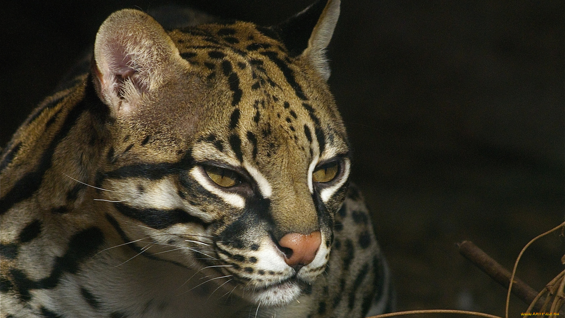животные, оцелоты, кошка, мордочка