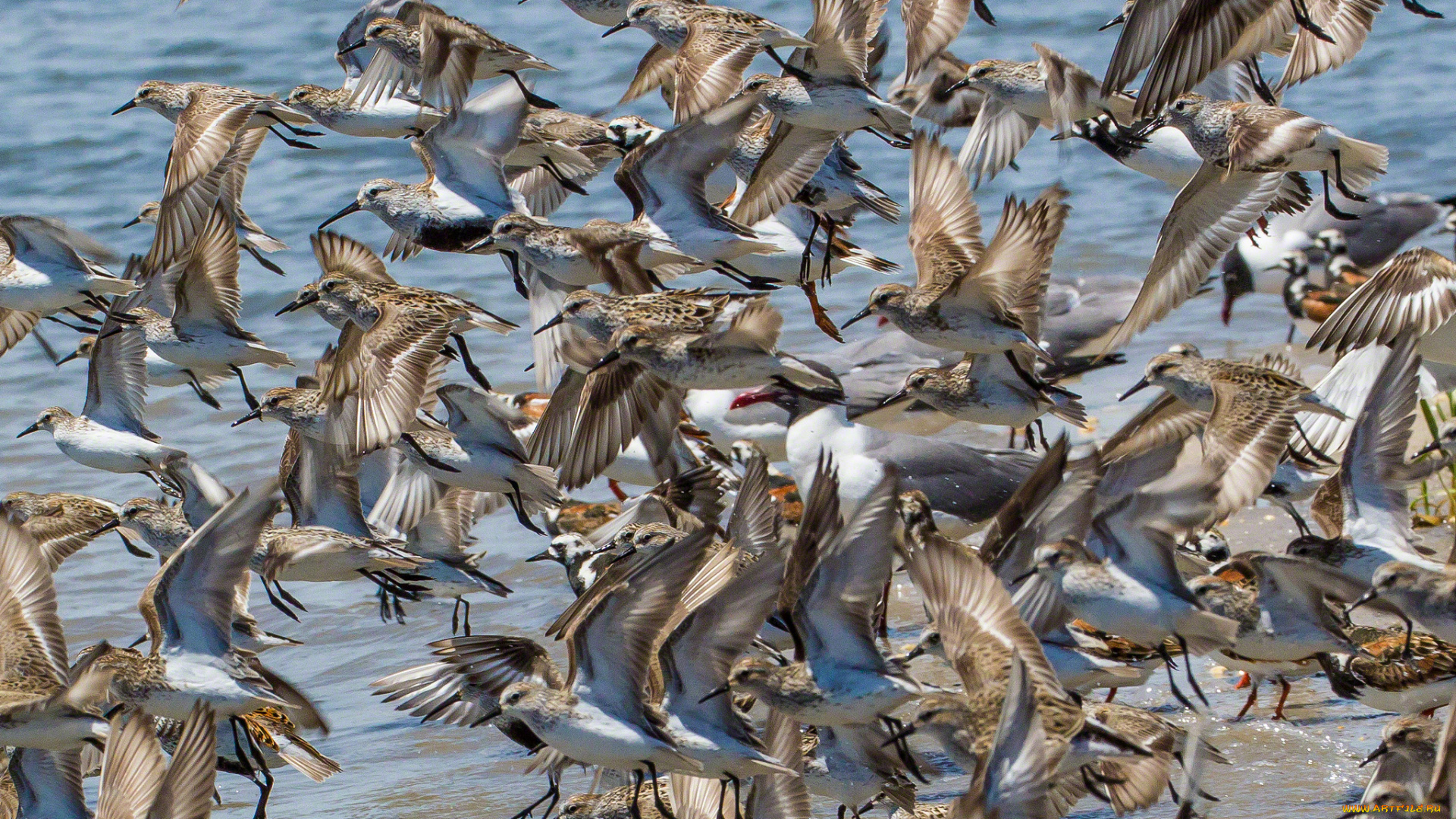 животные, птицы, кулики, полет, стая