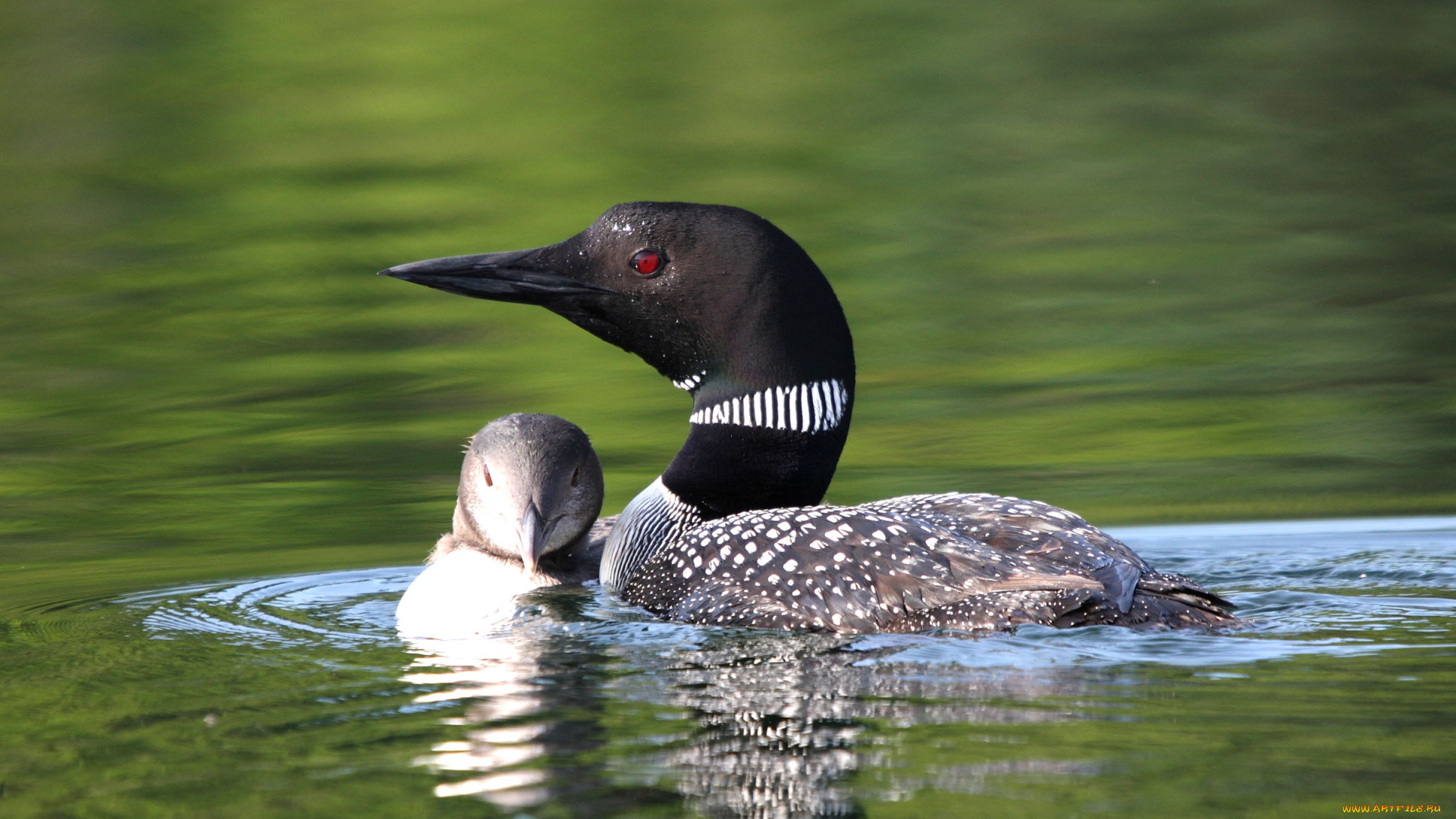 животные, птицы, водоплавающие, птенец