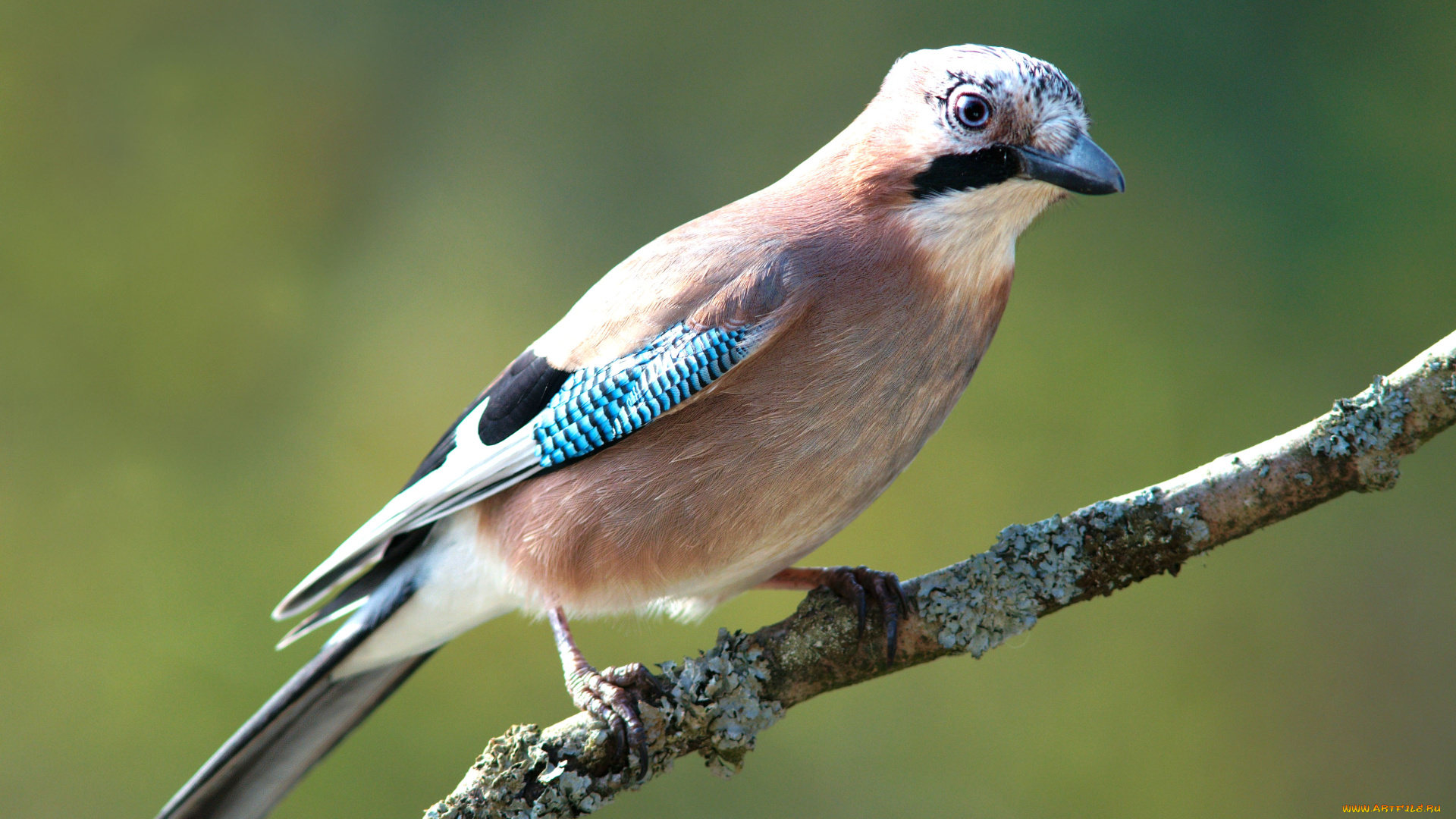 животные, сойки, ветка, сойка, птица