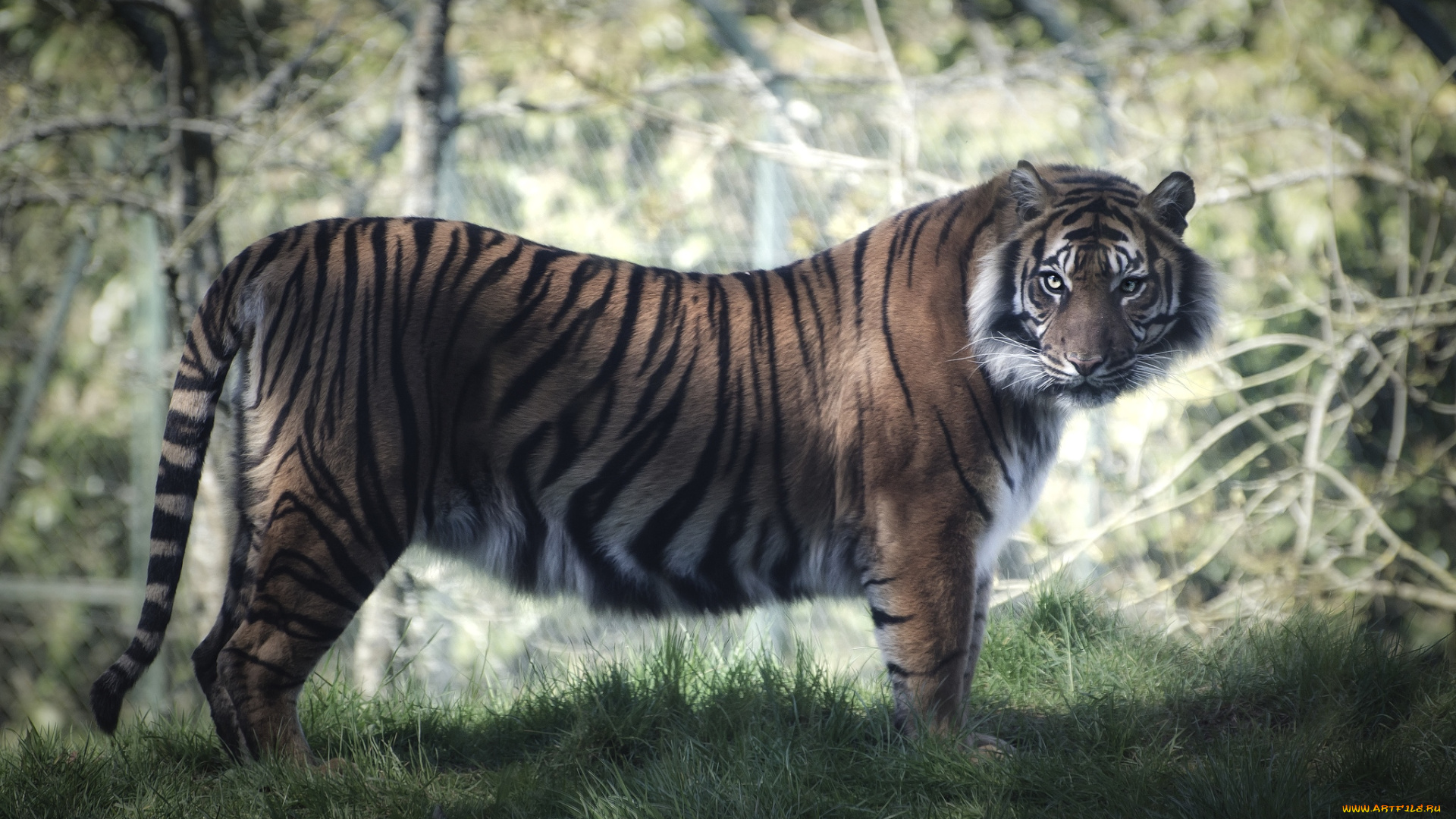 животные, тигры, полосатый, хищник