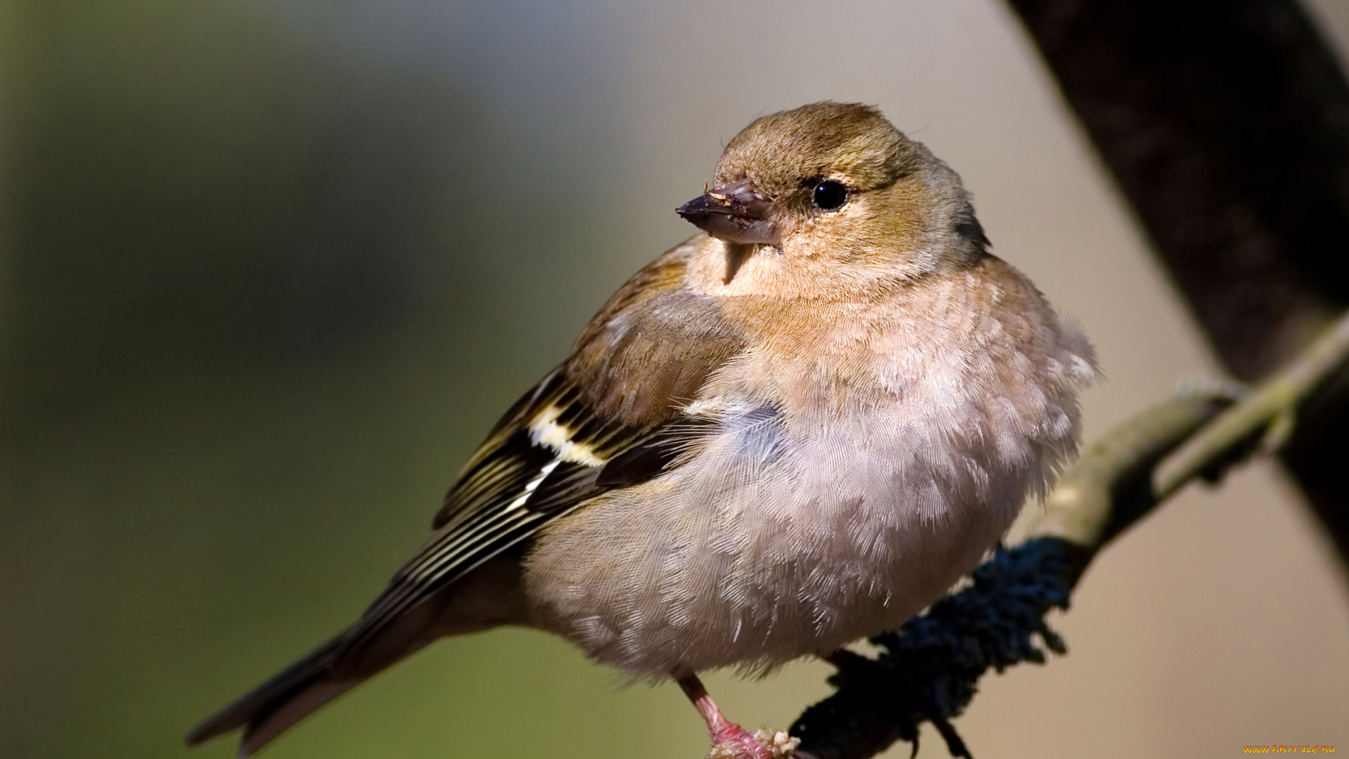 животные, воробьи, воробей, ветка