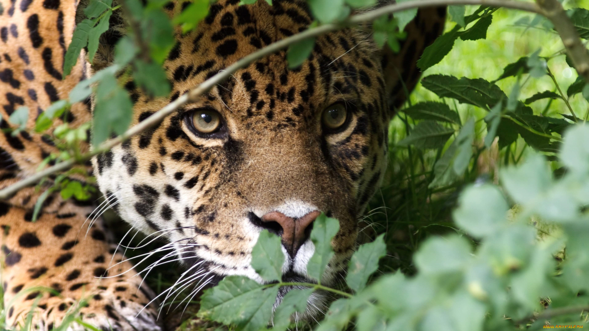 животные, Ягуары, морда