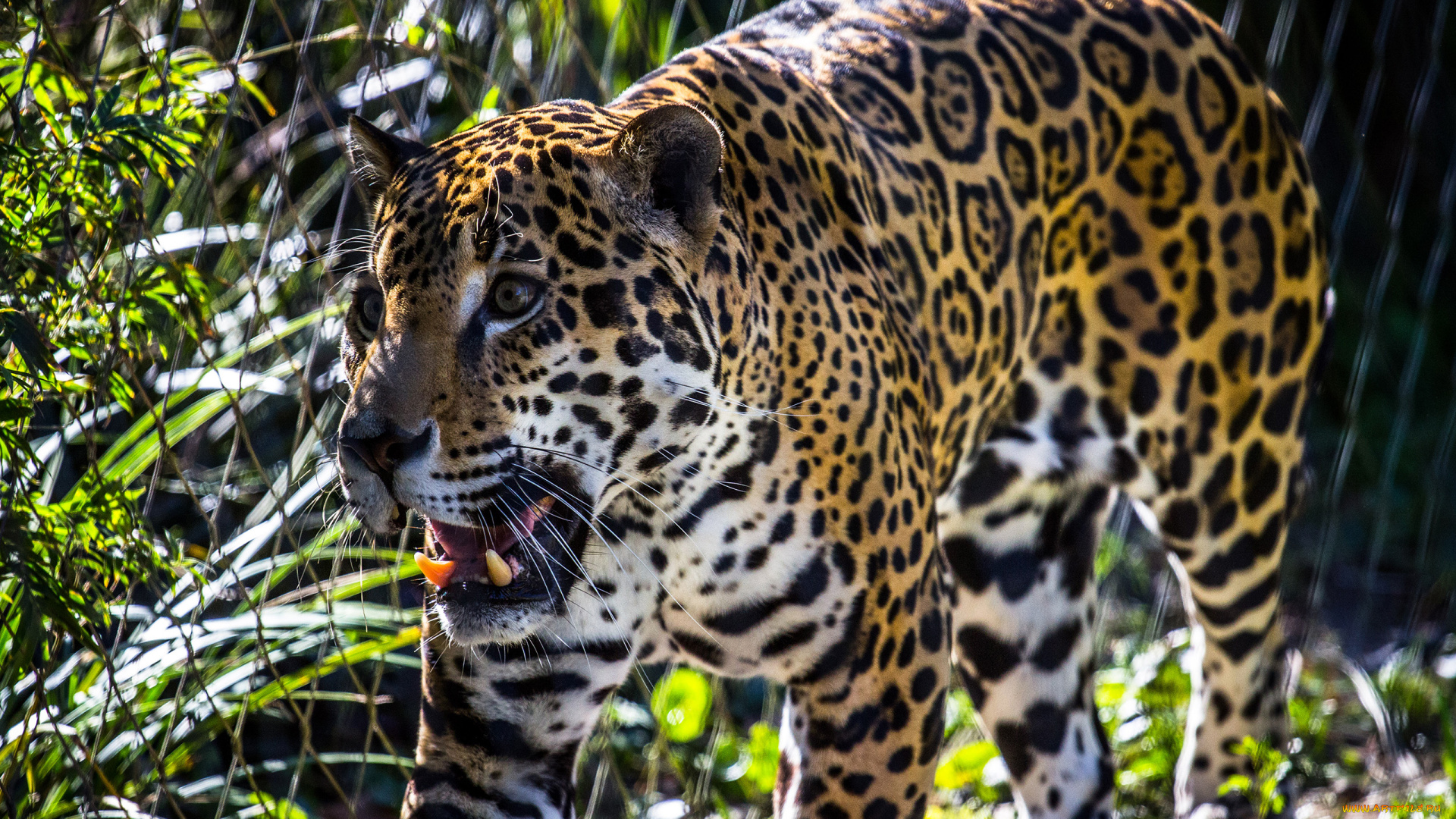 животные, Ягуары, ягуар, клыки, забор