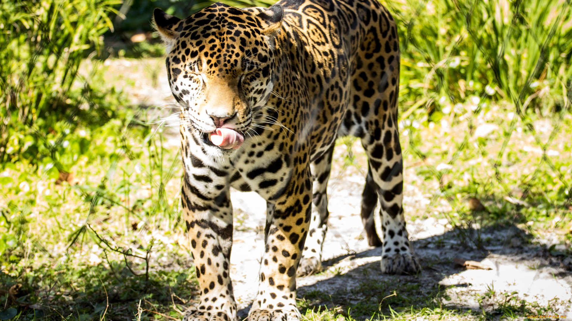 животные, Ягуары, ягуар, забор