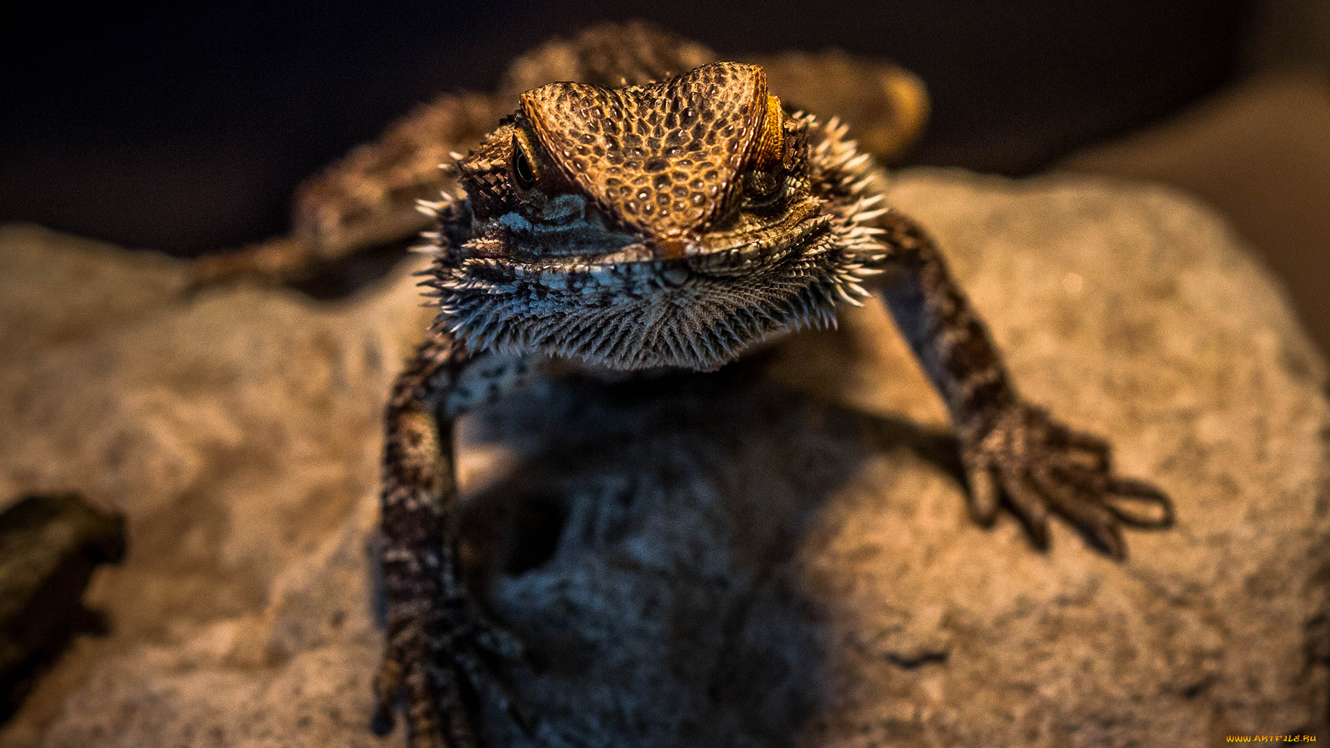 животные, Ящерицы, игуаны, вараны, рептилия